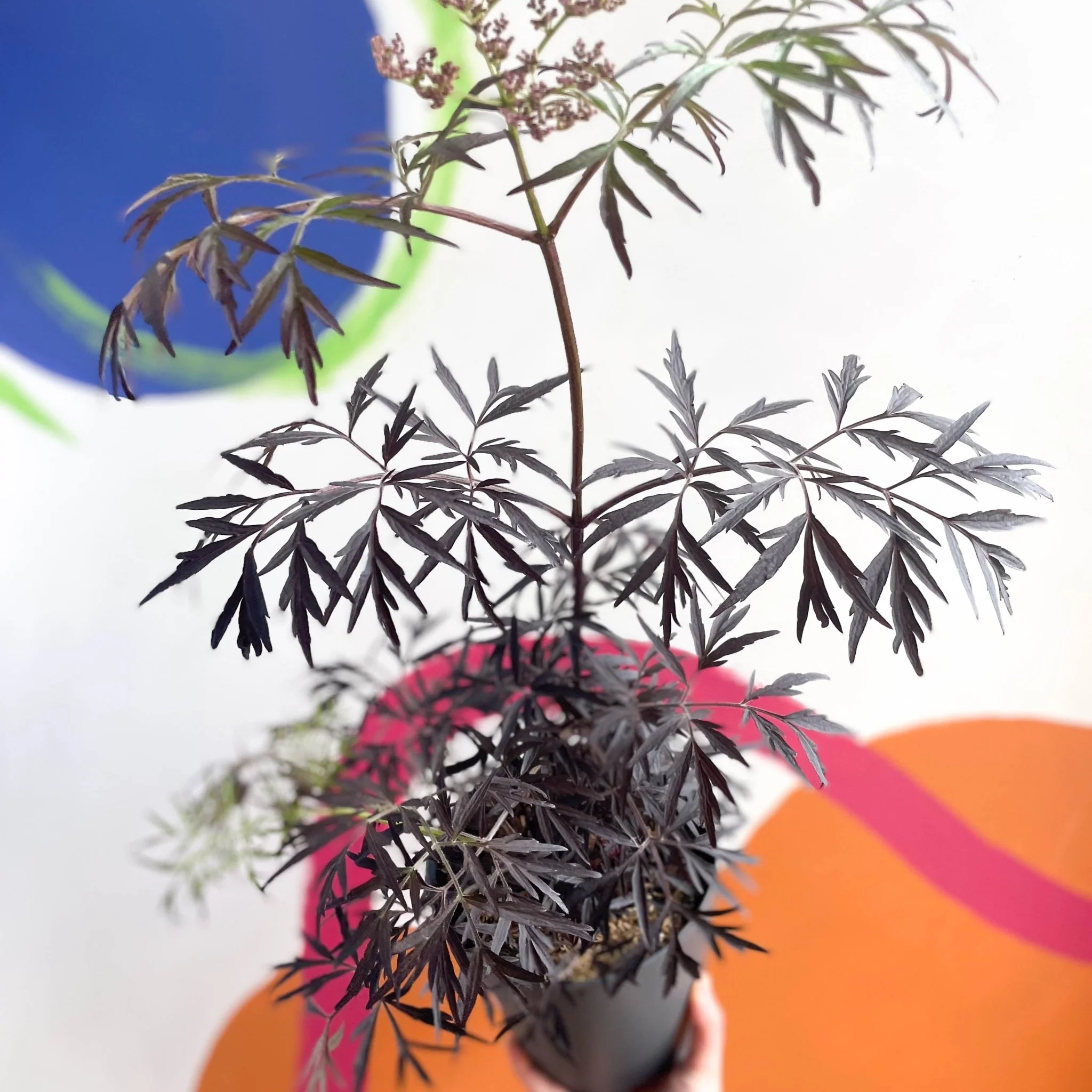 Black Elder - Sambucus nigra 'Black Lace' - Deciduous Shrub