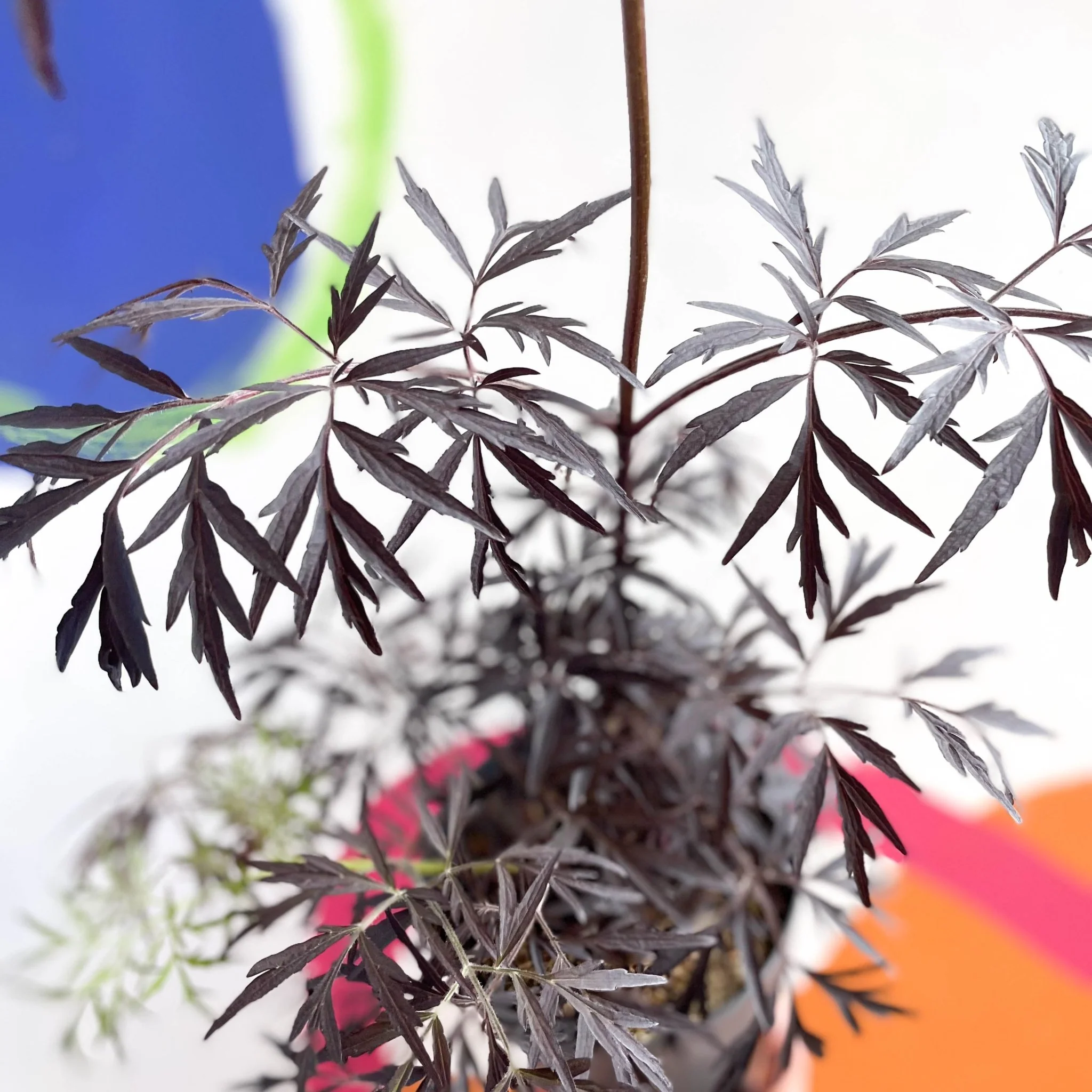 Black Elder - Sambucus nigra 'Black Lace' - Deciduous Shrub - Image 2