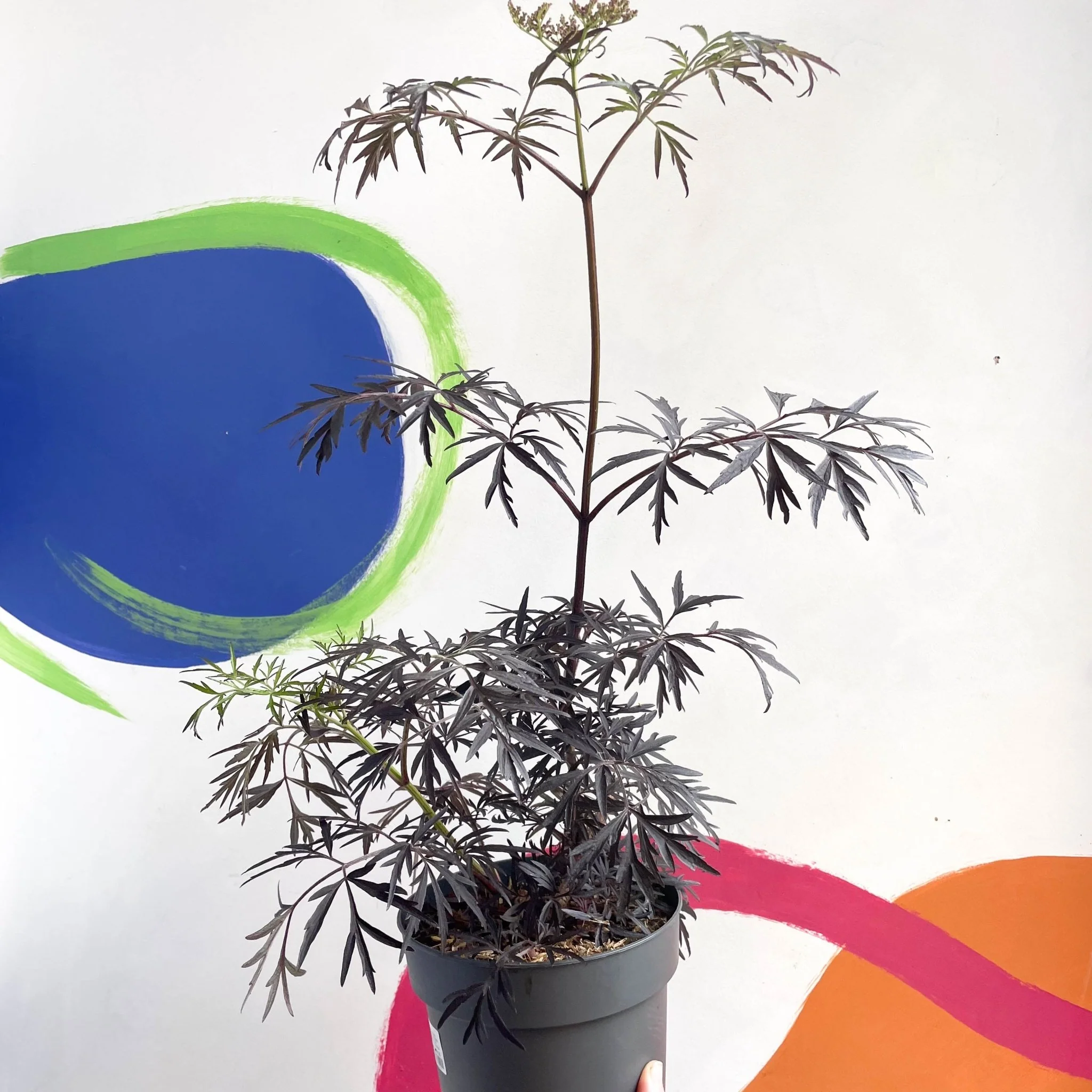 Black Elder - Sambucus nigra 'Black Lace' - Deciduous Shrub - Image 3