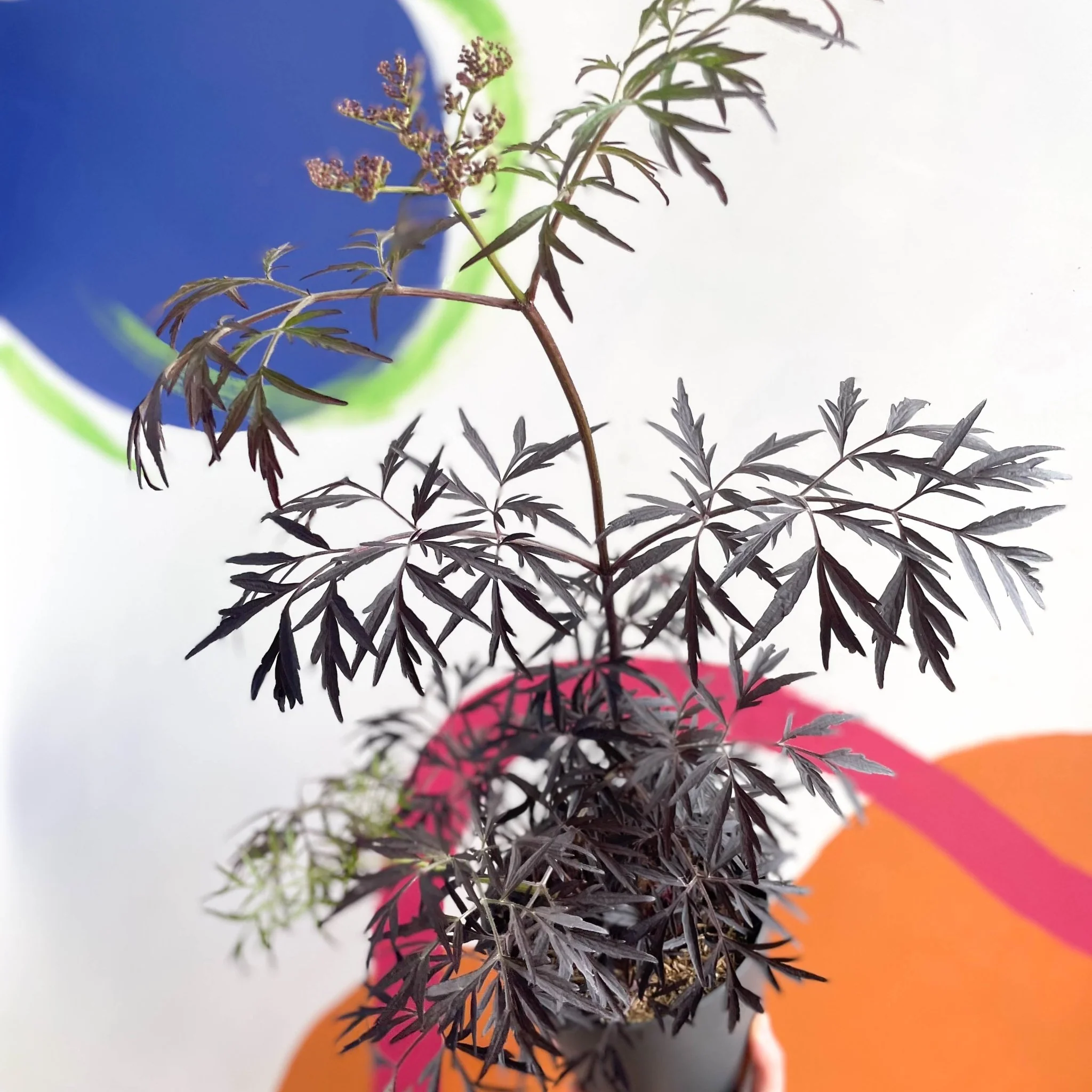 Black Elder - Sambucus nigra 'Black Lace' - Deciduous Shrub - Image 4