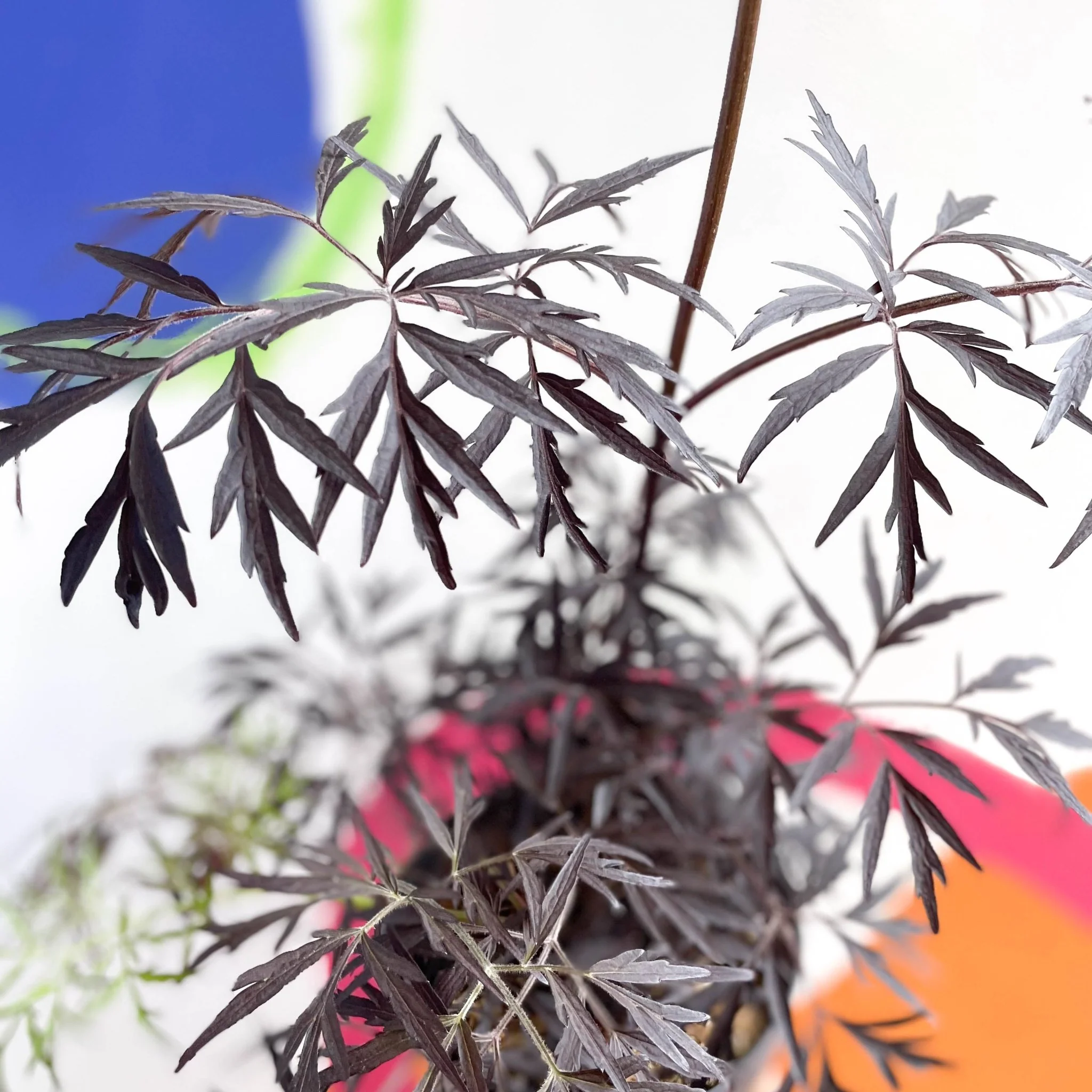 Black Elder - Sambucus nigra 'Black Lace' - Deciduous Shrub - Image 5