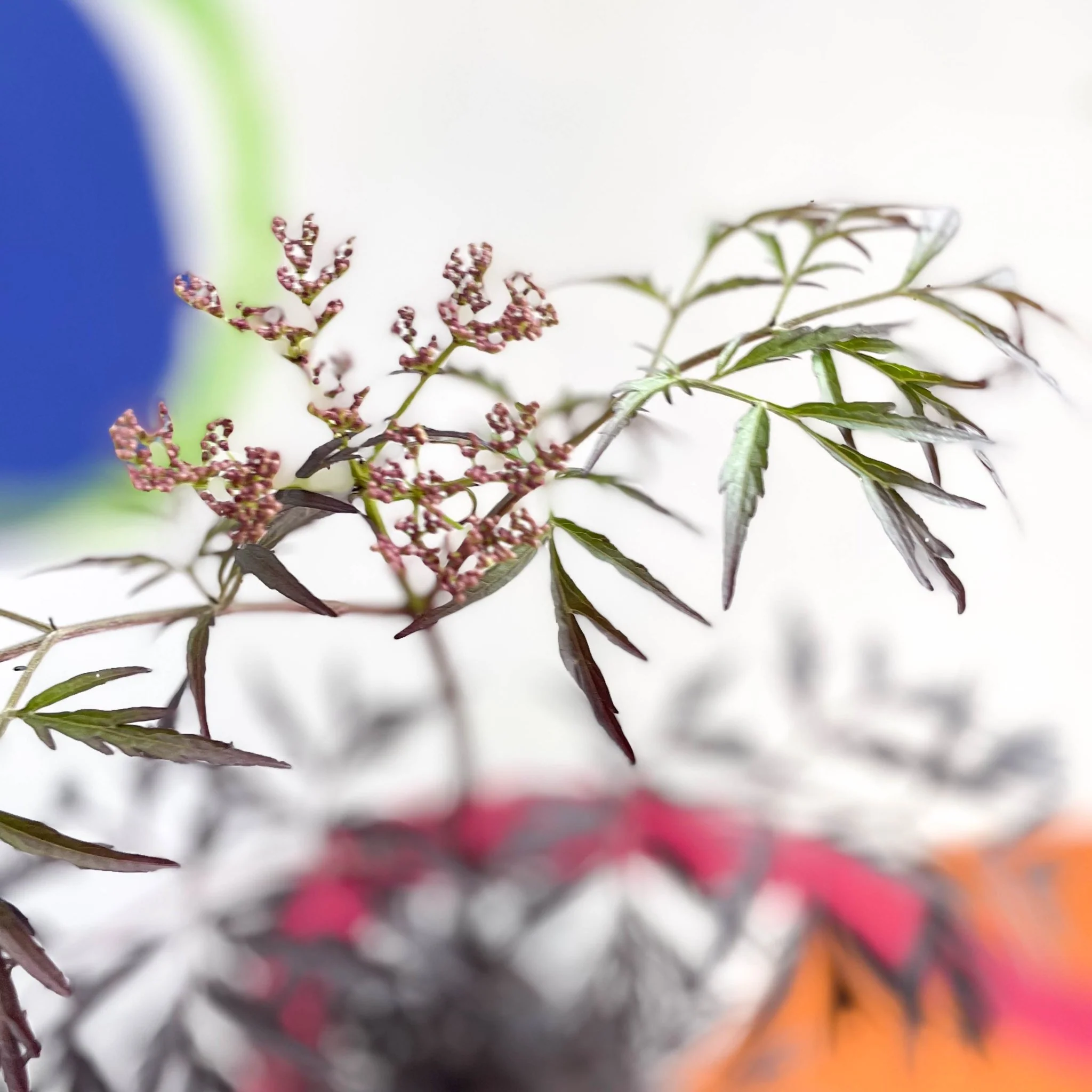 Black Elder - Sambucus nigra 'Black Lace' - Deciduous Shrub - Image 6