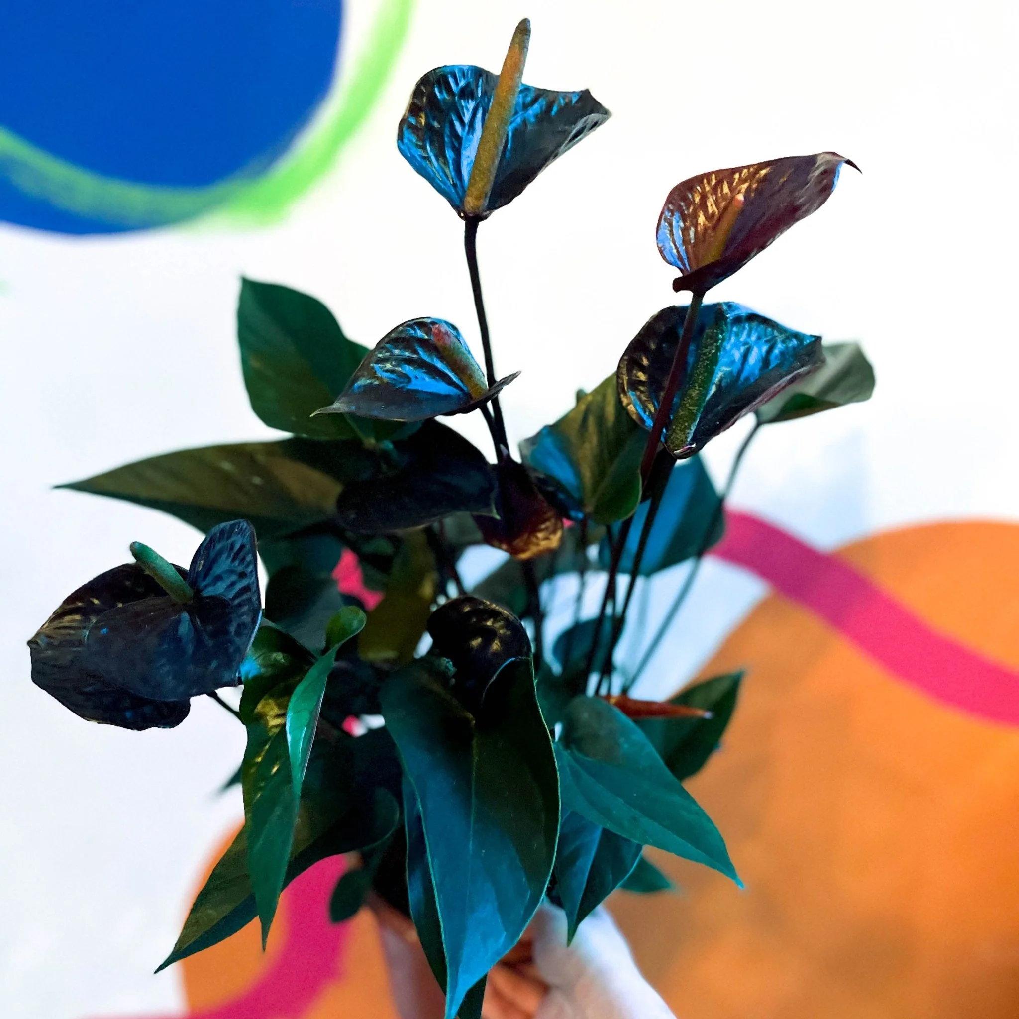 Black Flamingo Flower - Anthurium andraeanum 'Black Love'