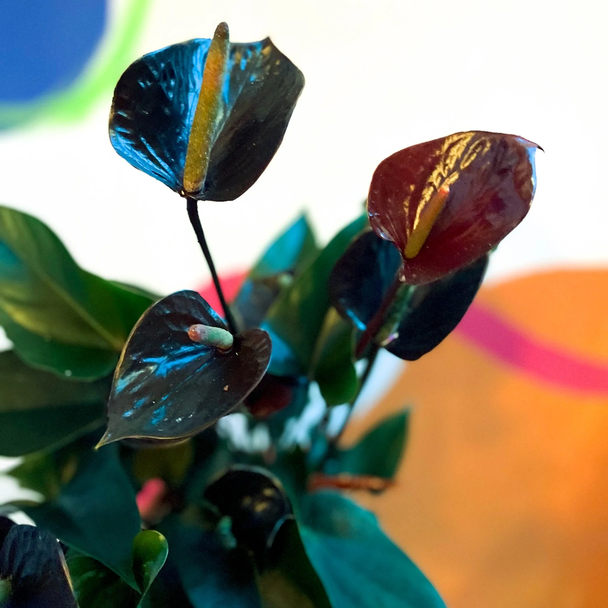 Black Flamingo Flower - Anthurium andraeanum 'Black Love' - Image 2
