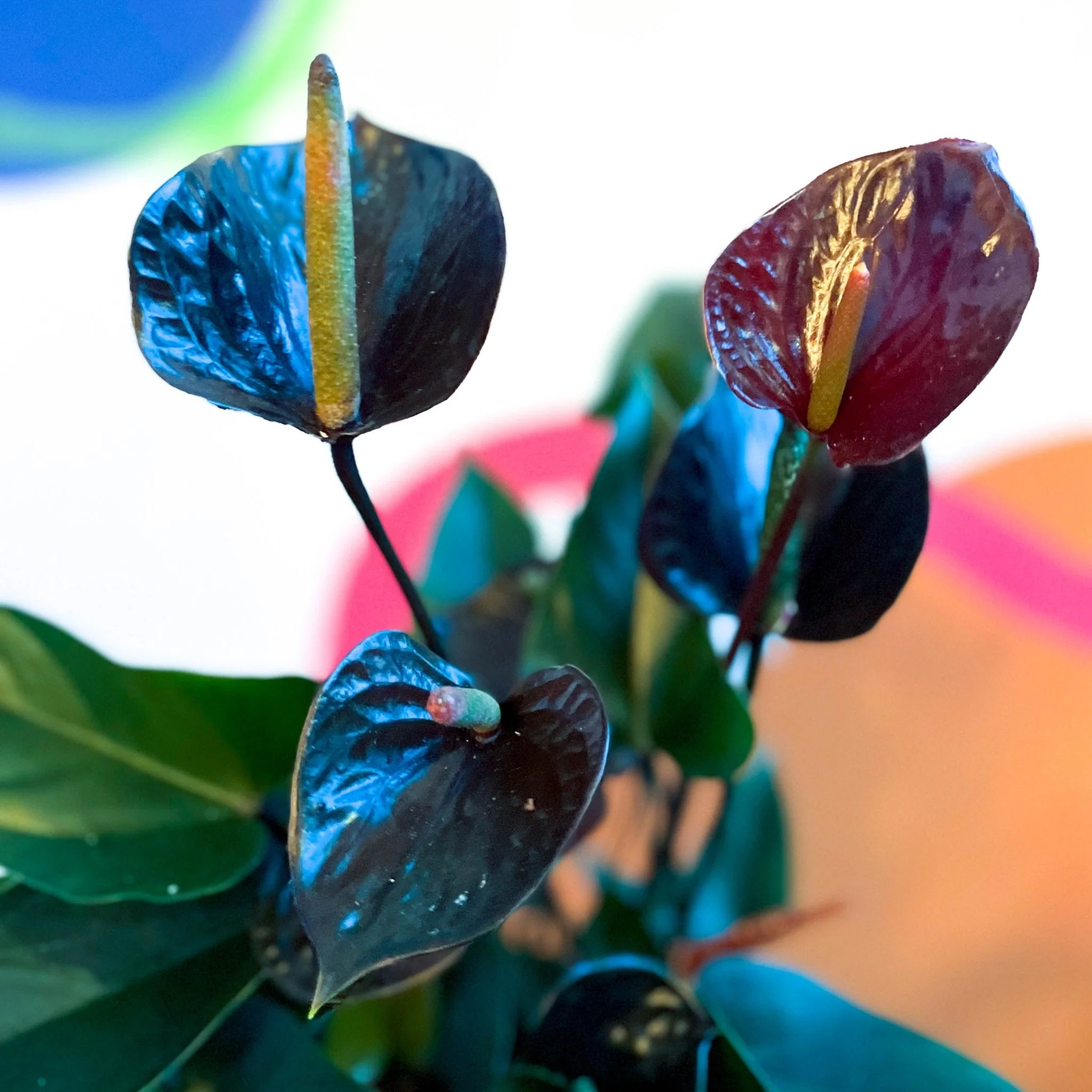 Black Flamingo Flower - Anthurium andraeanum 'Black Love' - Image 3