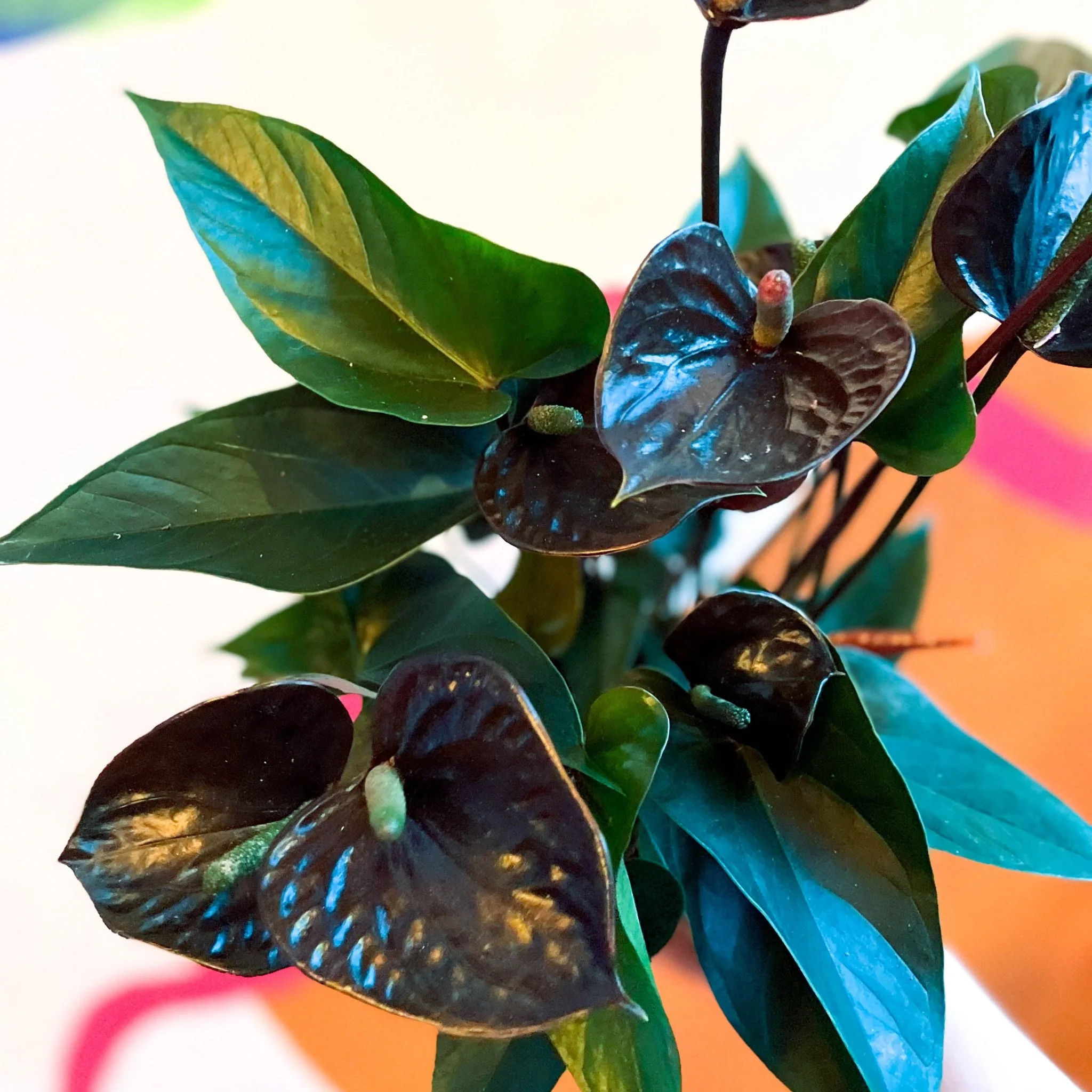 Black Flamingo Flower - Anthurium andraeanum 'Black Love' - Image 4