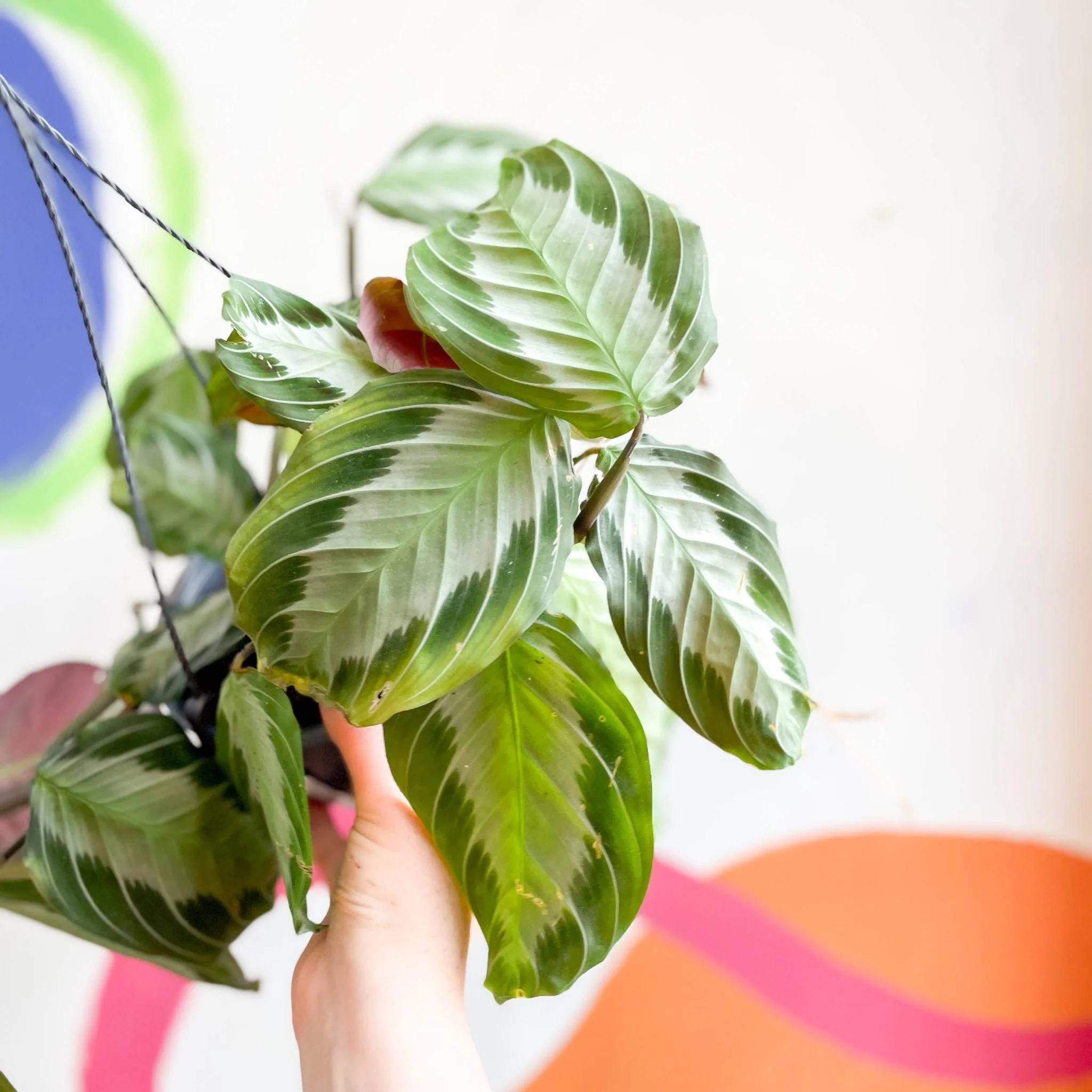 Maranta leuconeura 'Silver Band' - Prayer Plant - Image 10