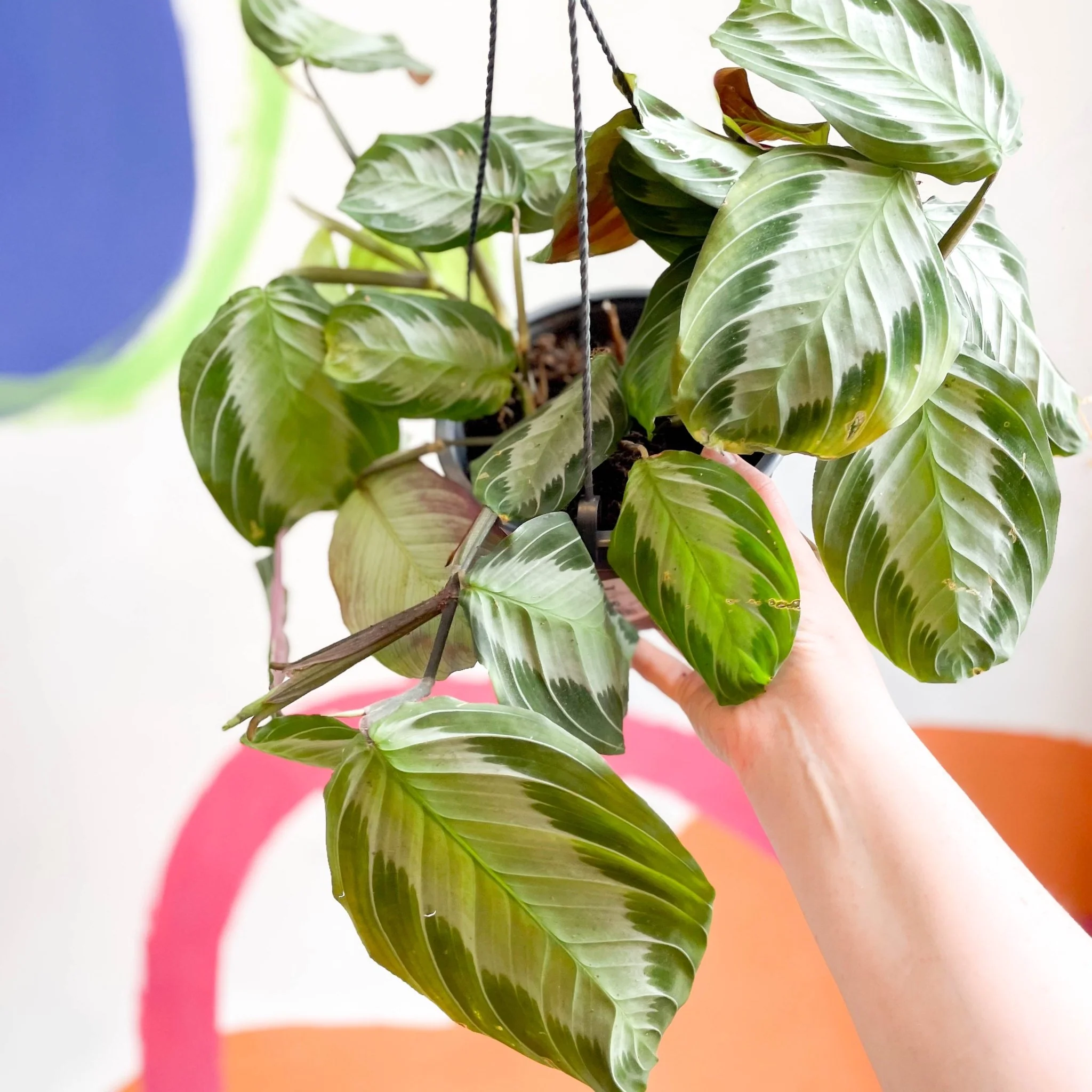 Maranta leuconeura 'Silver Band' - Prayer Plant - Image 12