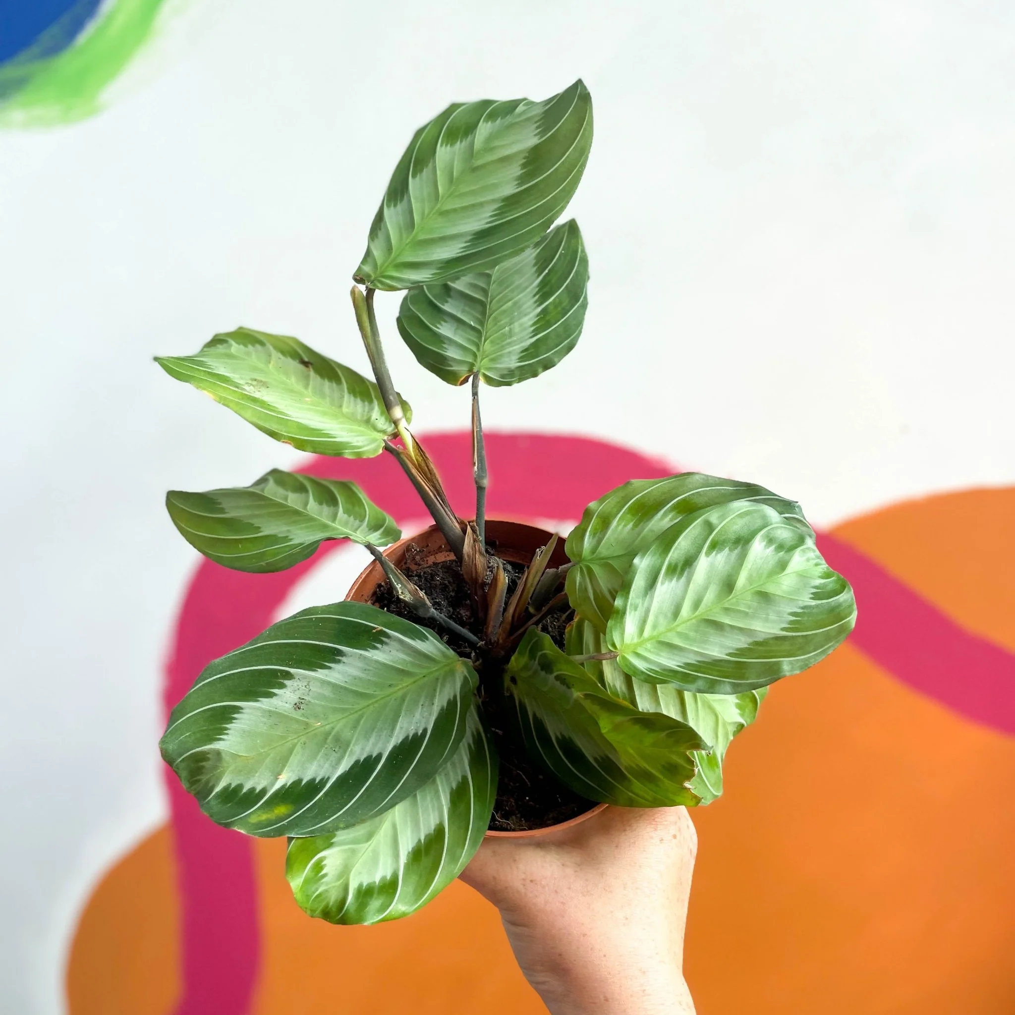 Maranta leuconeura 'Silver Band' - Prayer Plant - Image 2