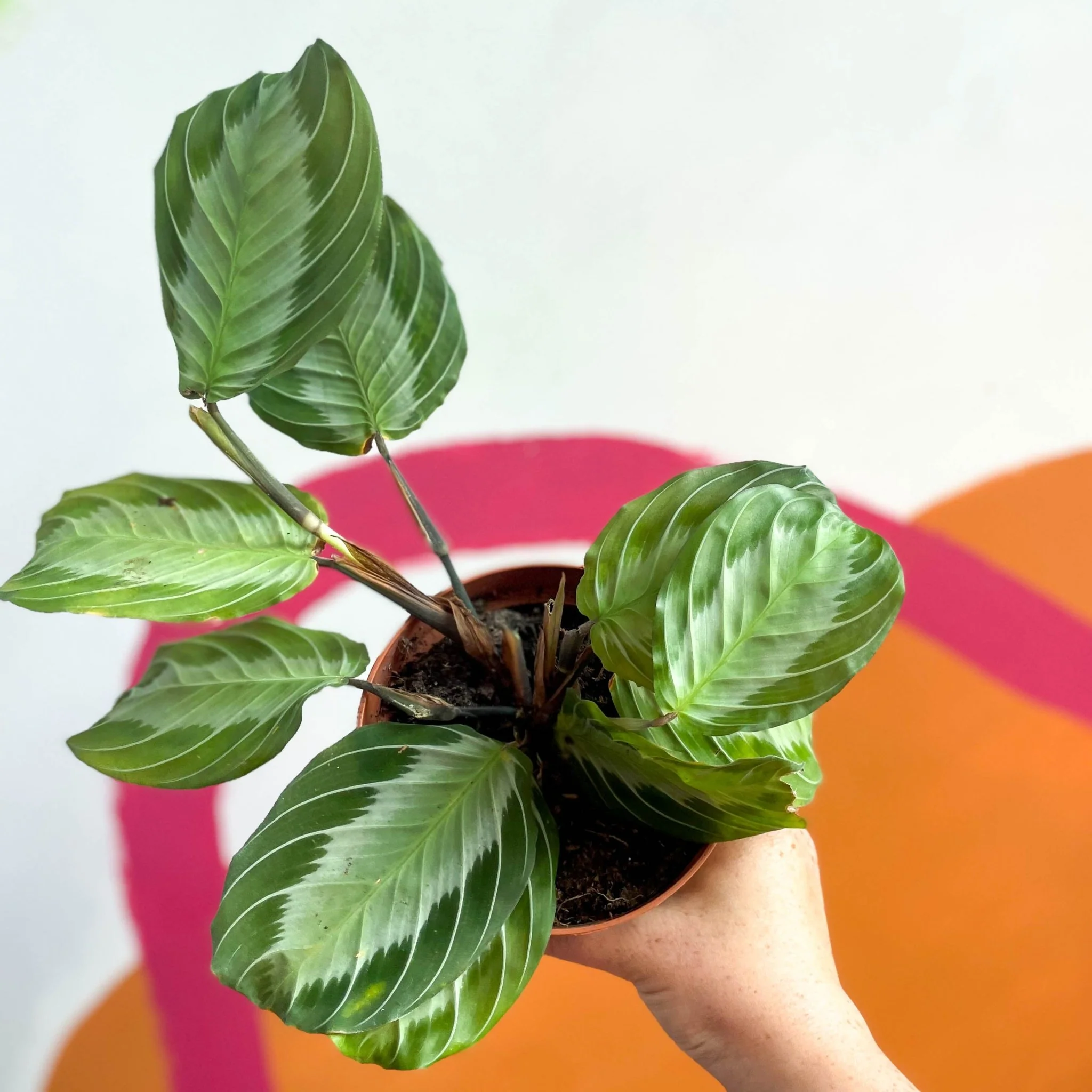 Maranta leuconeura 'Silver Band' - Prayer Plant - Image 3