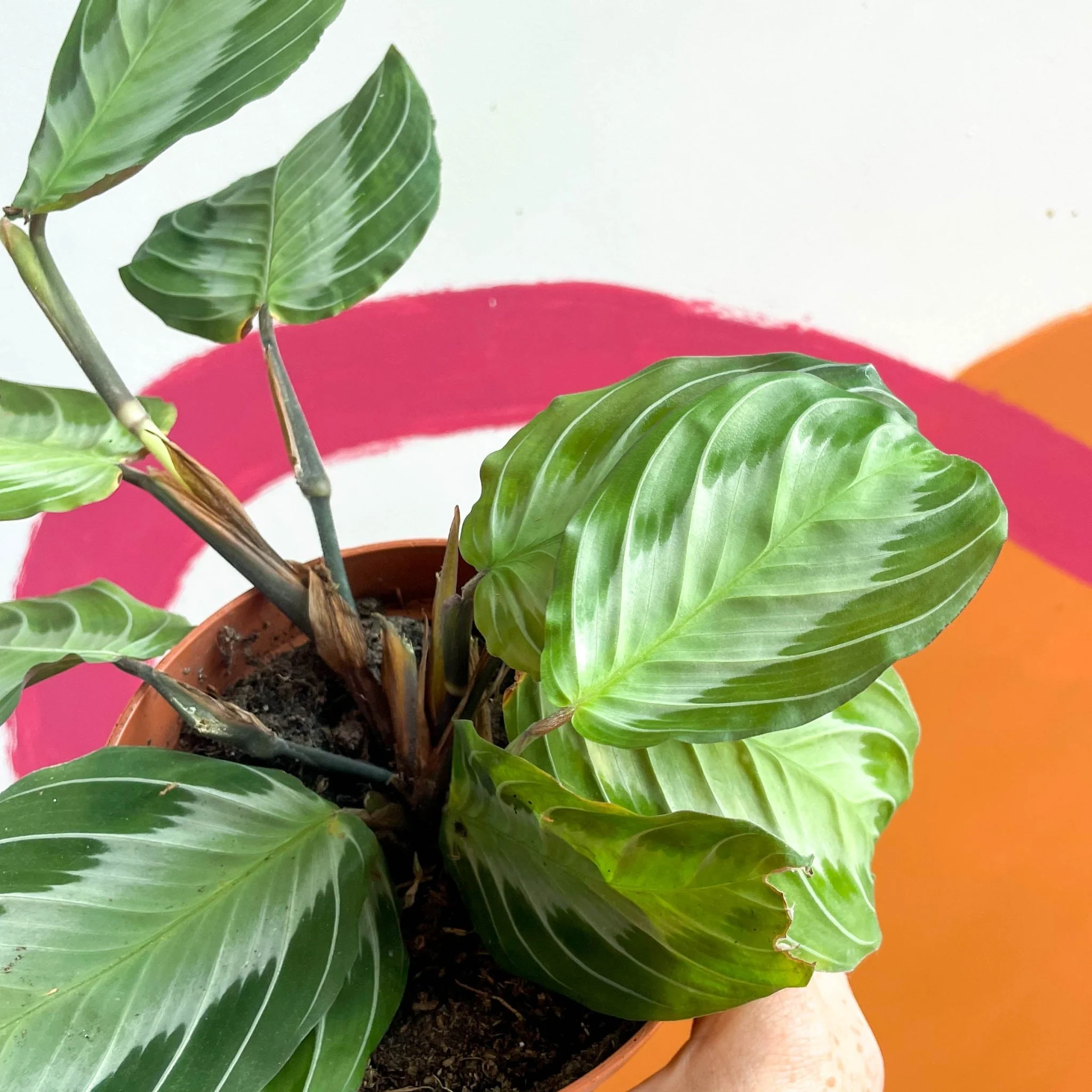 Maranta leuconeura 'Silver Band' - Prayer Plant - Image 4