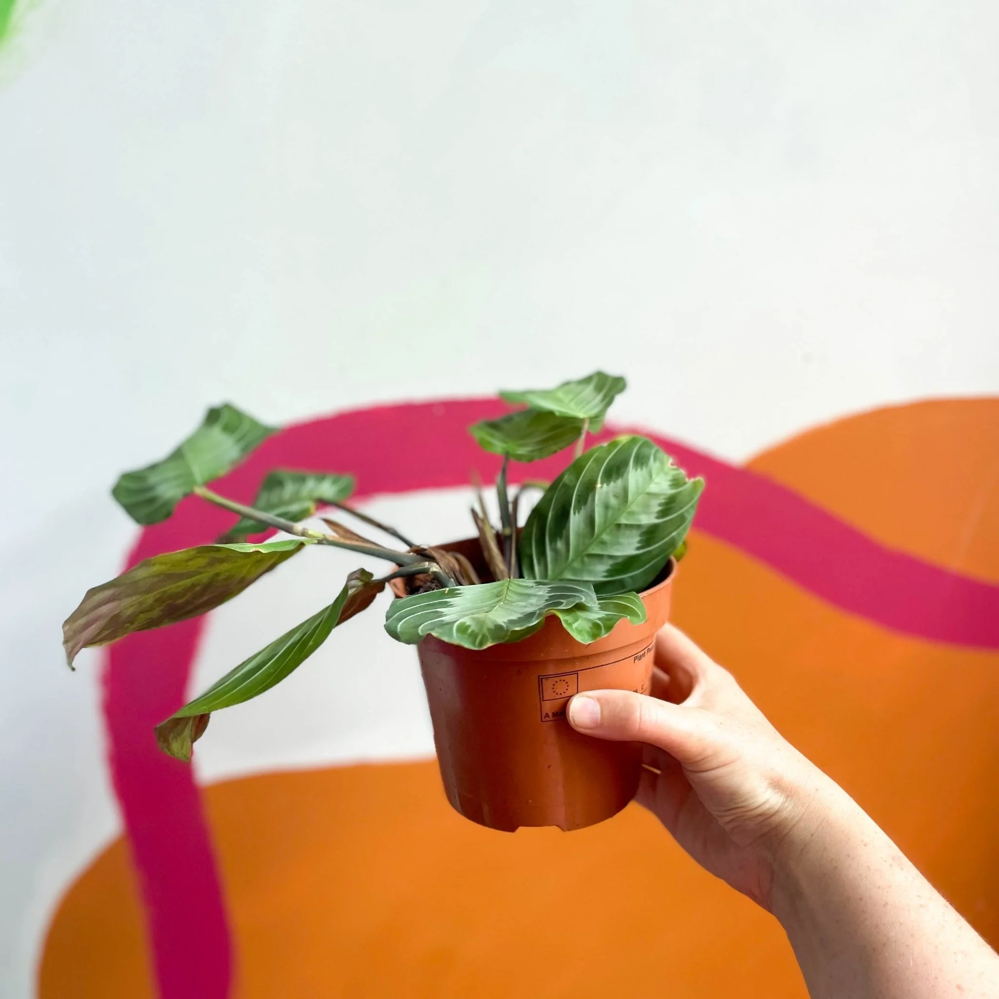 Maranta leuconeura 'Silver Band' - Prayer Plant - Image 5