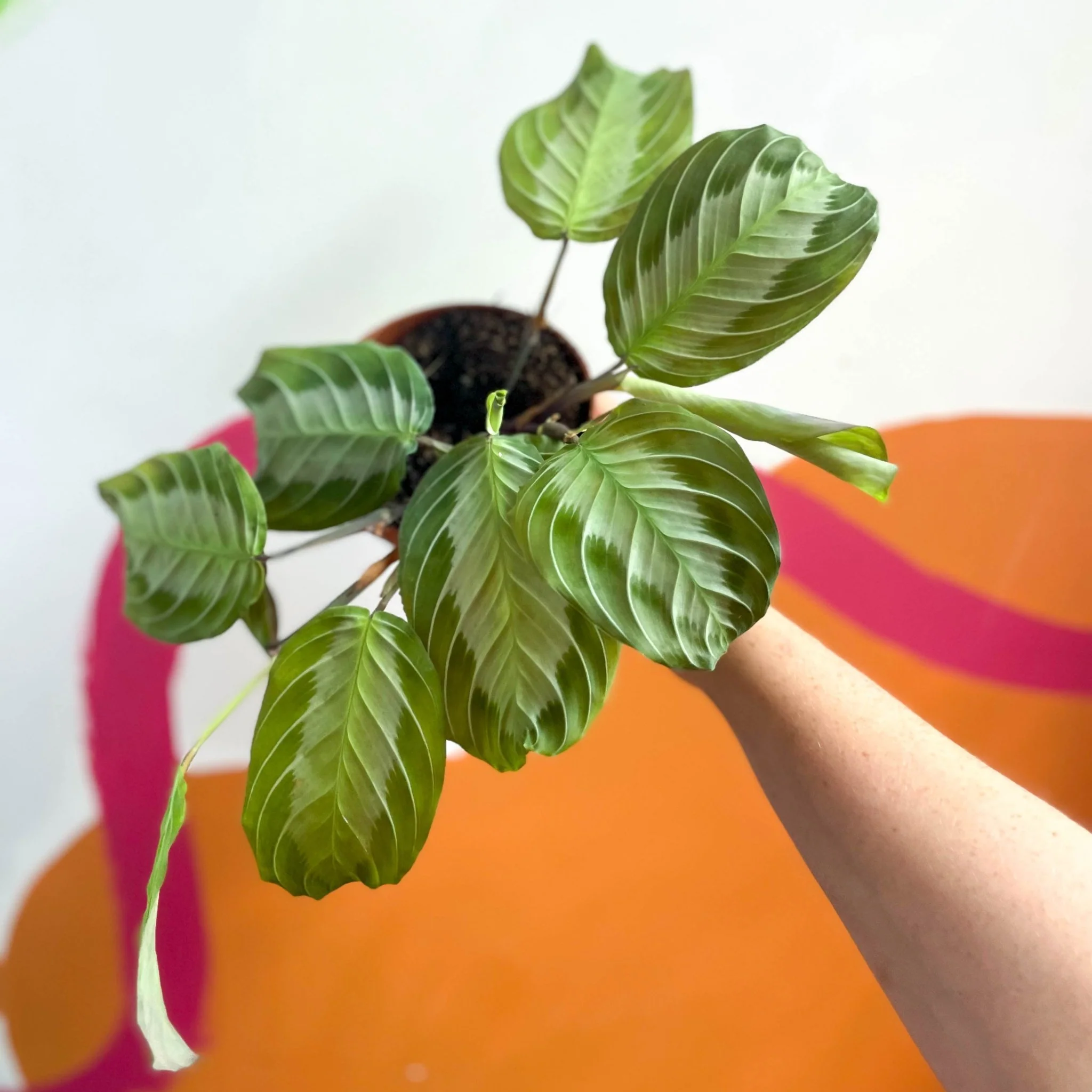 Maranta leuconeura 'Silver Band' - Prayer Plant - Image 7