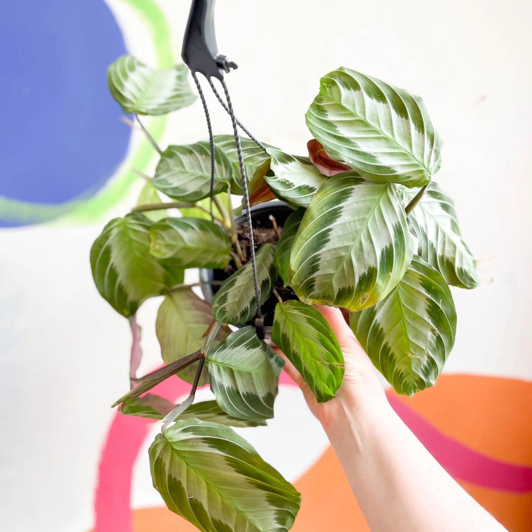 Maranta leuconeura 'Silver Band' - Prayer Plant - Image 9