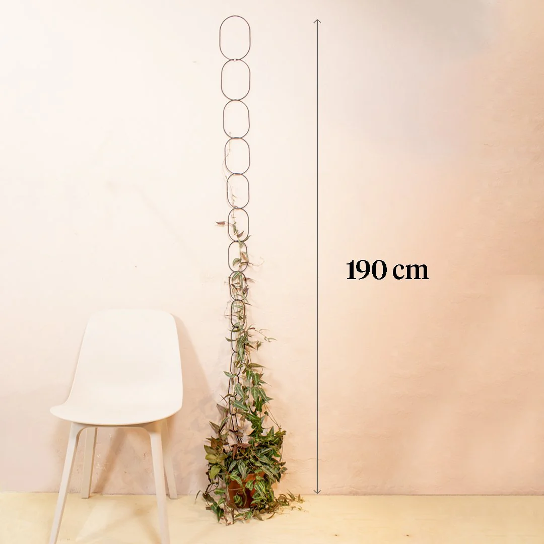 Black Support for Climbing Plants - Image 5
