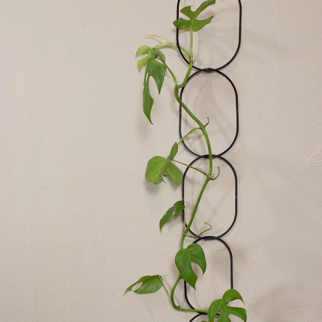 Black Support for Climbing Plants - Image 7