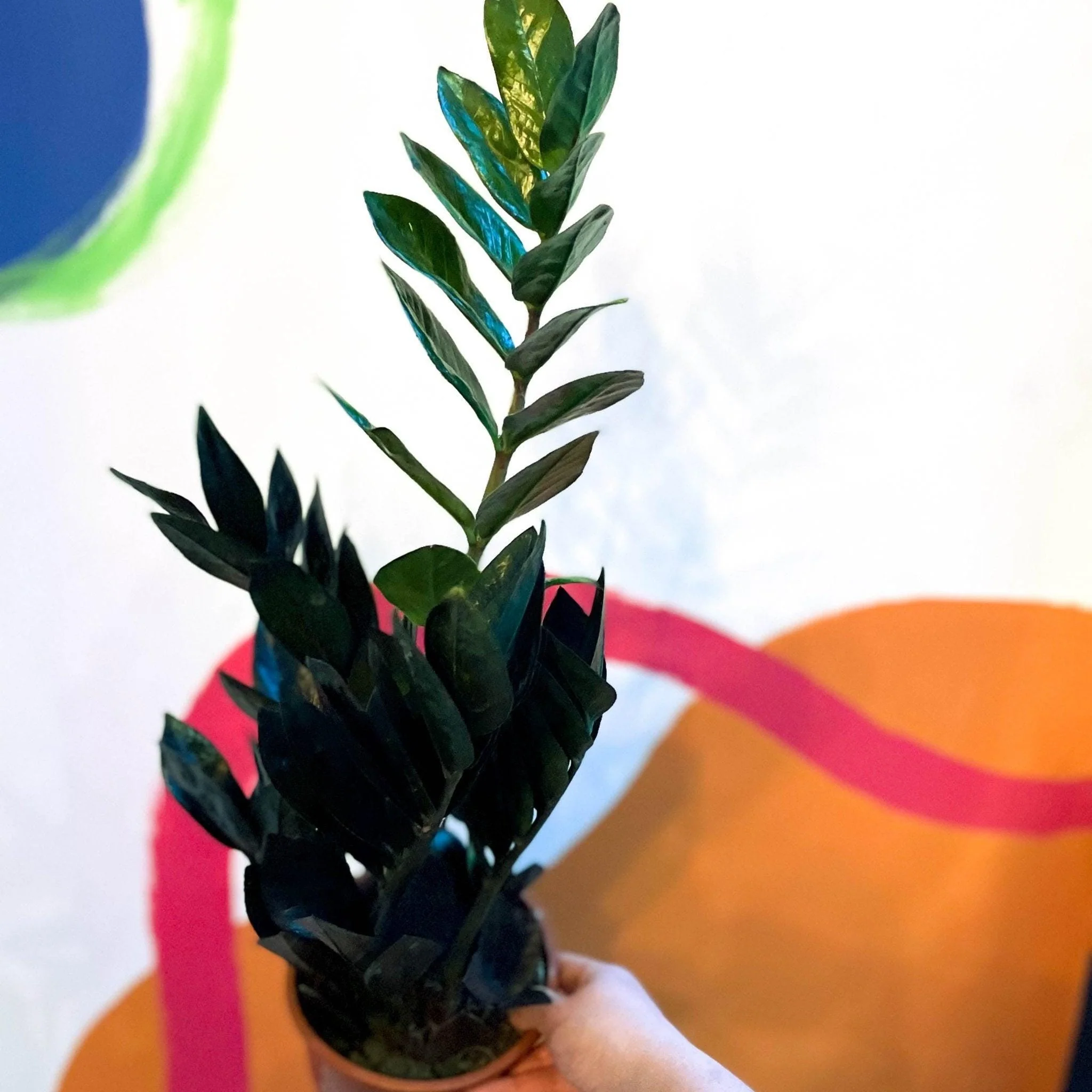 Zamioculcas zamiifolia 'Raven' - Black ZZ Plant - Image 3