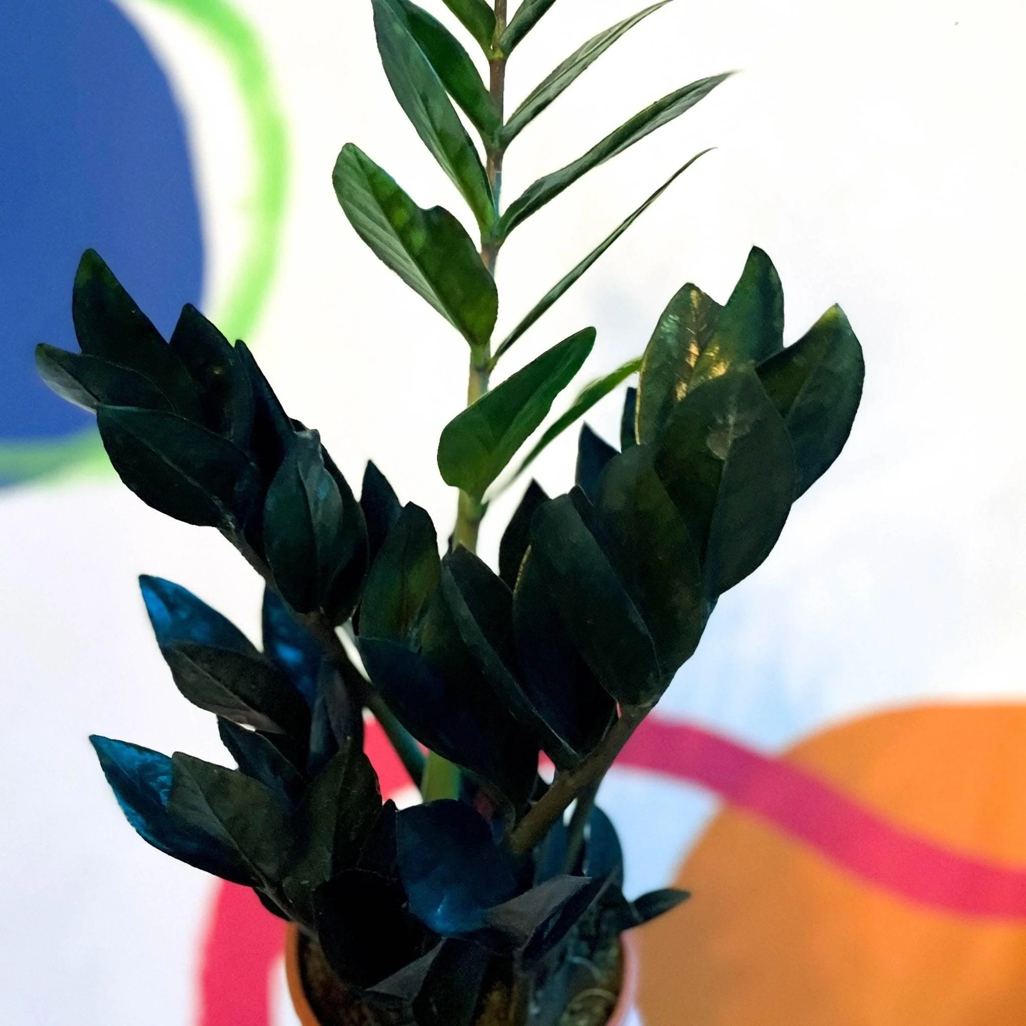 Zamioculcas zamiifolia 'Raven' - Black ZZ Plant - Image 4
