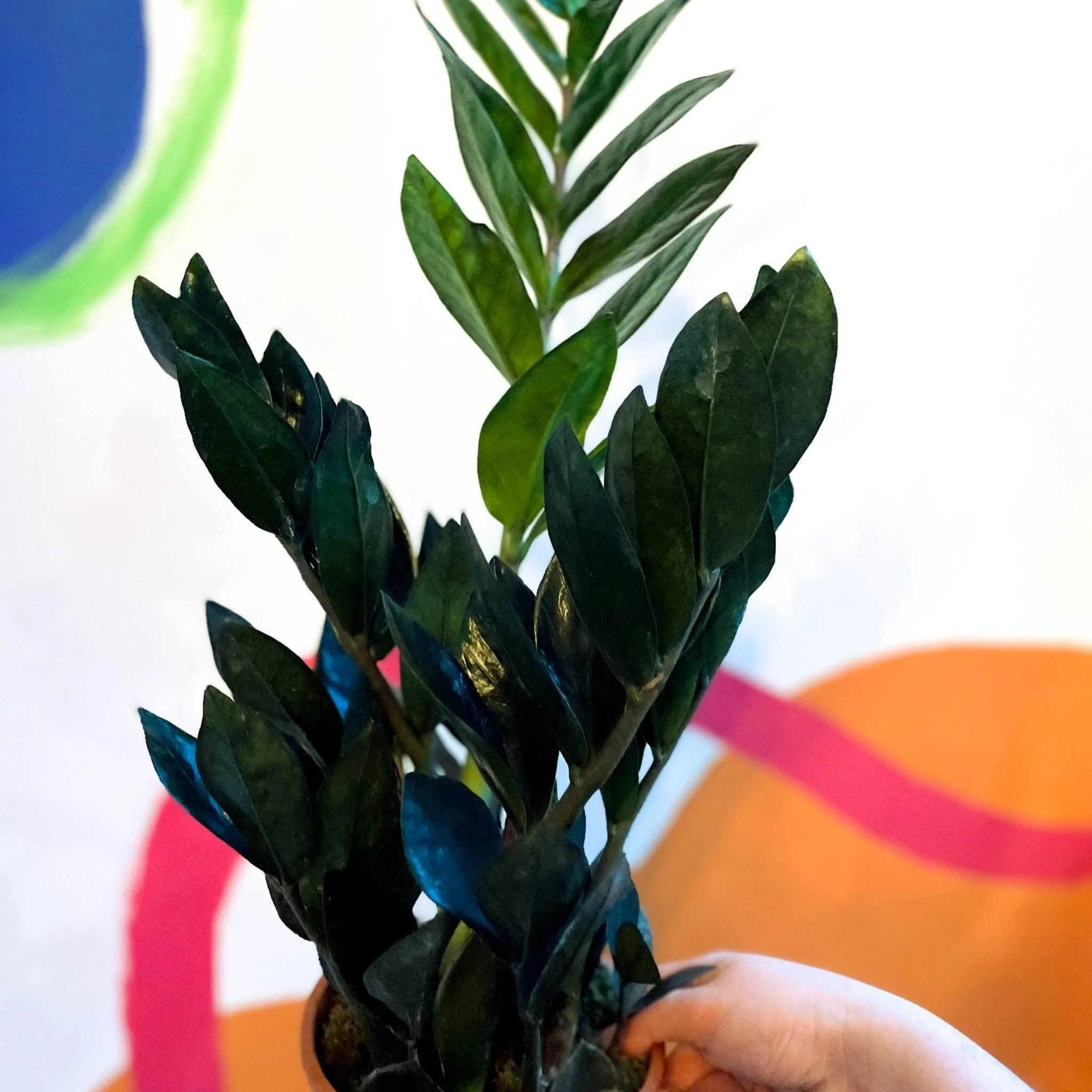 Zamioculcas zamiifolia 'Raven' - Black ZZ Plant - Image 5