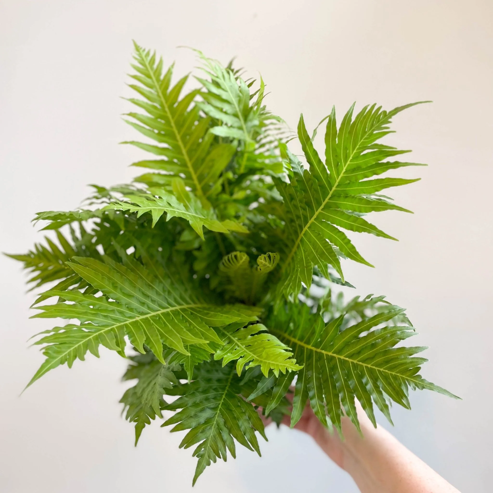 Blechnum gibbum 'Silver Lady' - Miniature Tree Fern - Image 11