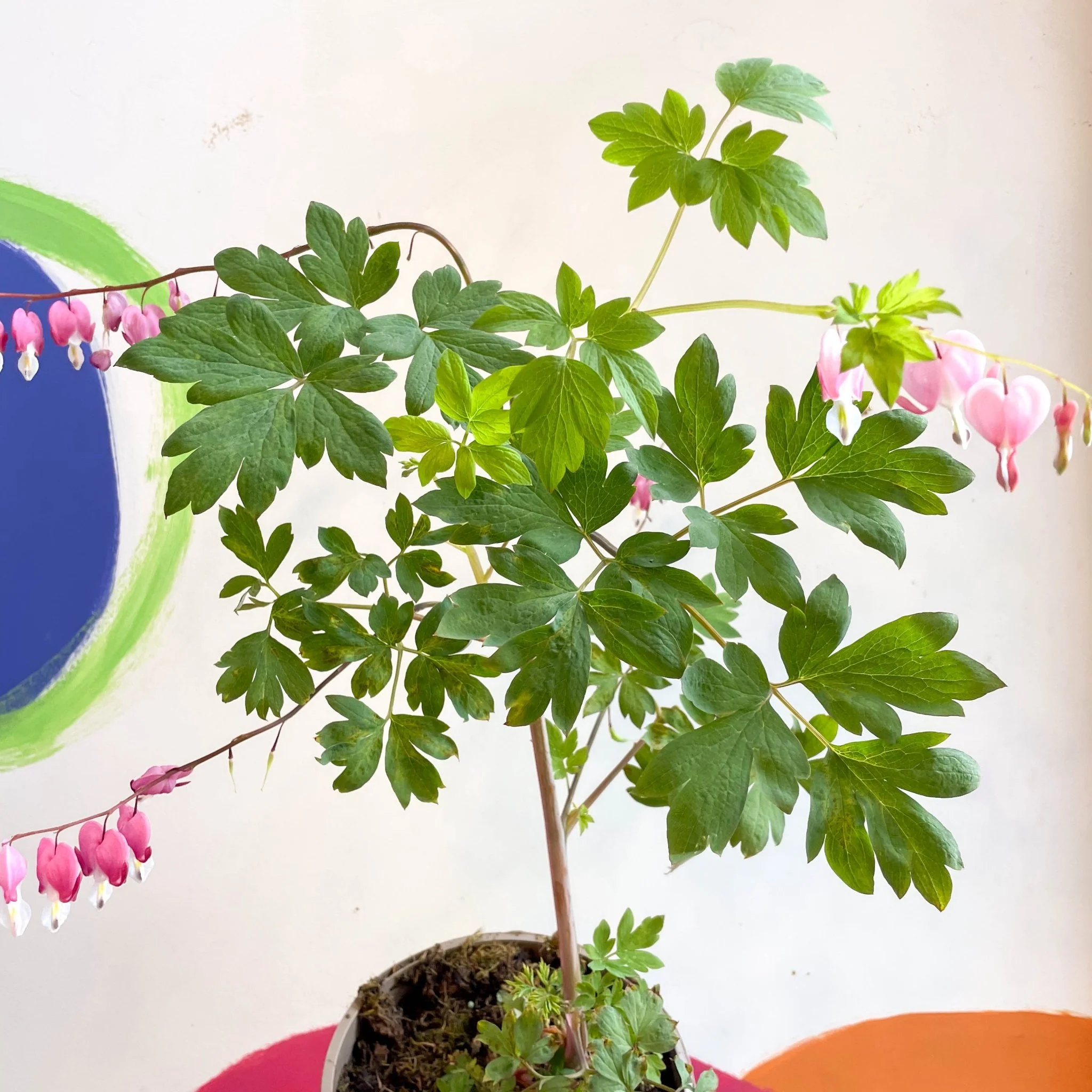 Bleeding Heart - Lamprocapnos spectabilis - Cotswold Grown Perennial