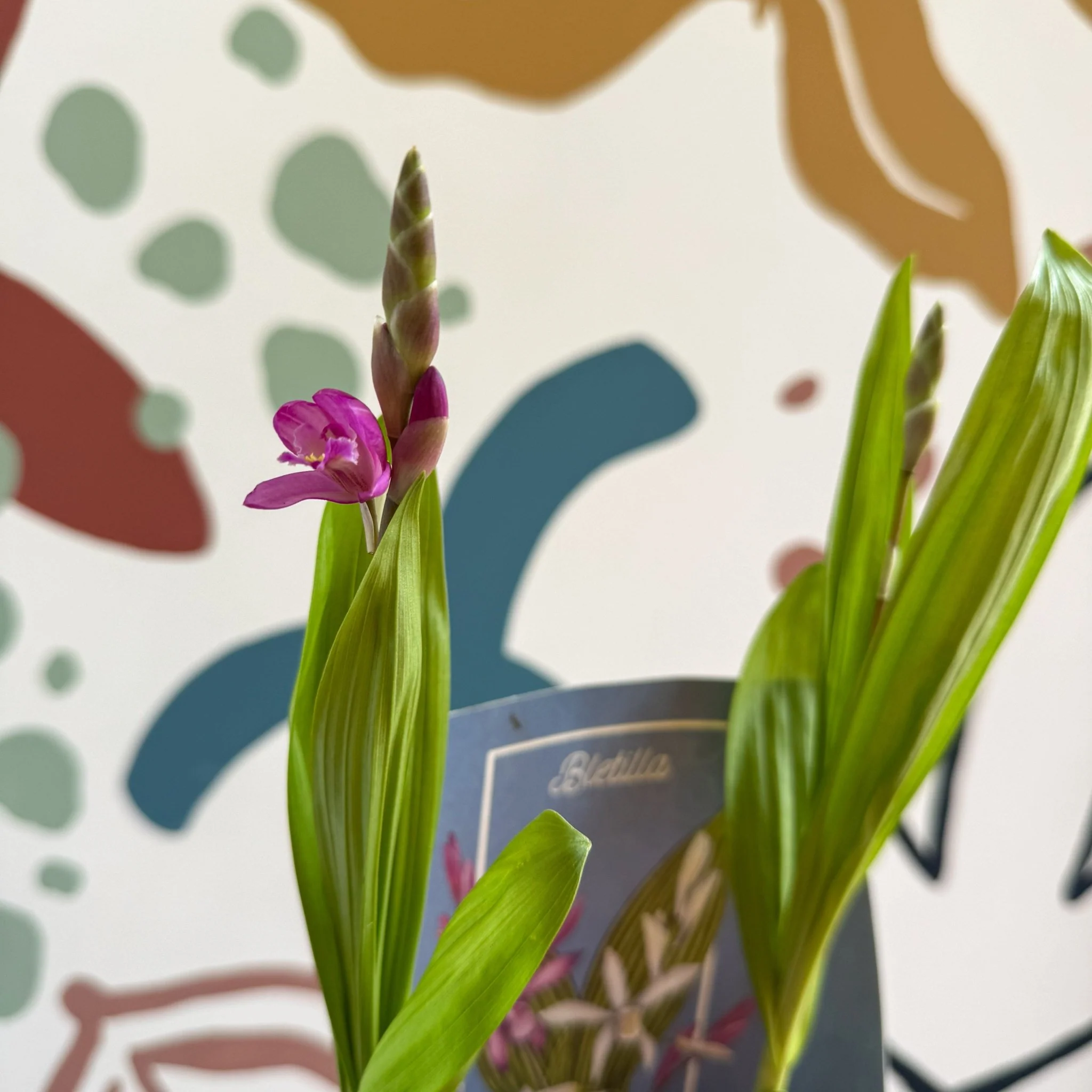 Bletilla - Hardy Ground Orchid
