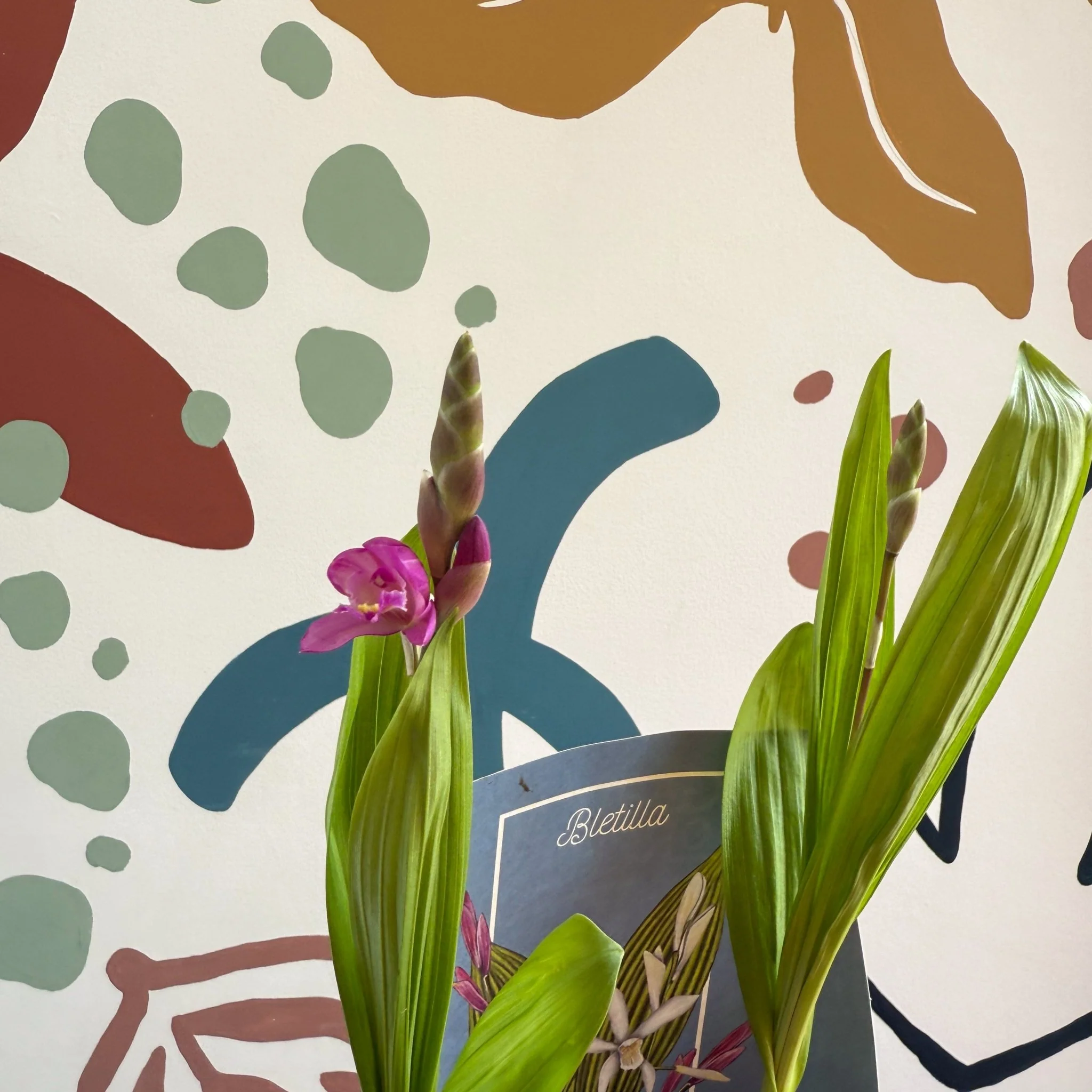 Bletilla - Hardy Ground Orchid - Image 3