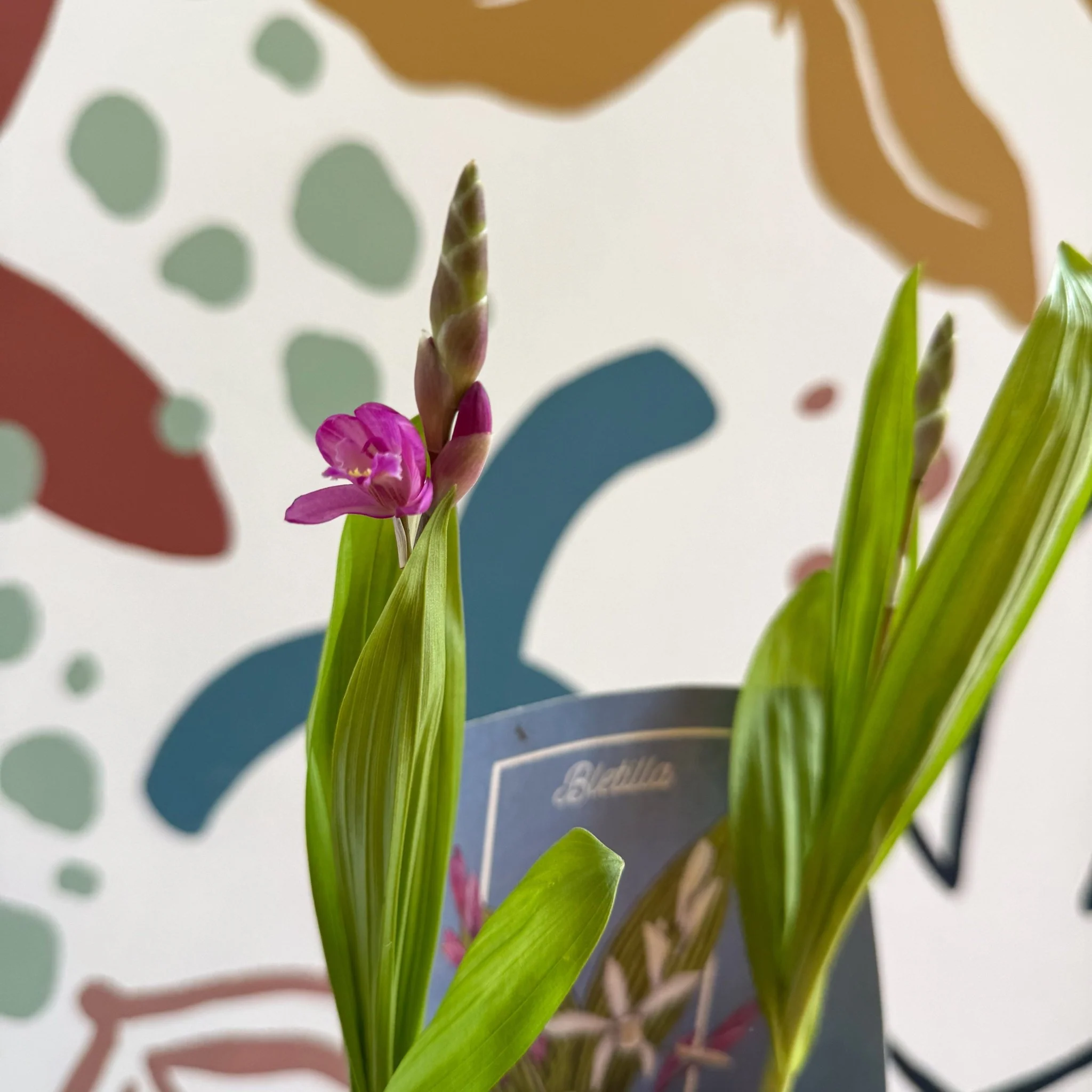 Bletilla - Hardy Ground Orchid - Image 4