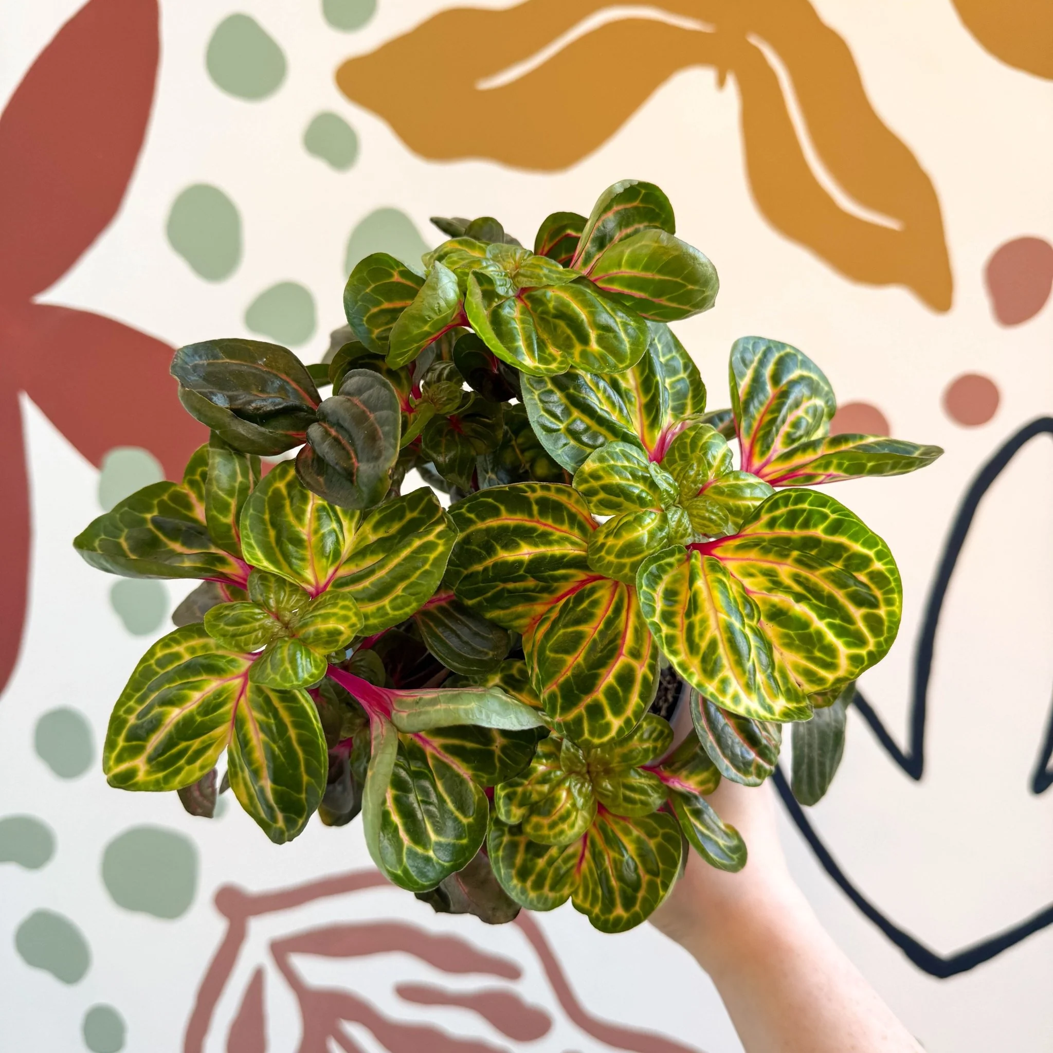 Iresine herbstii 'Funny Gold' - Bloodleaf