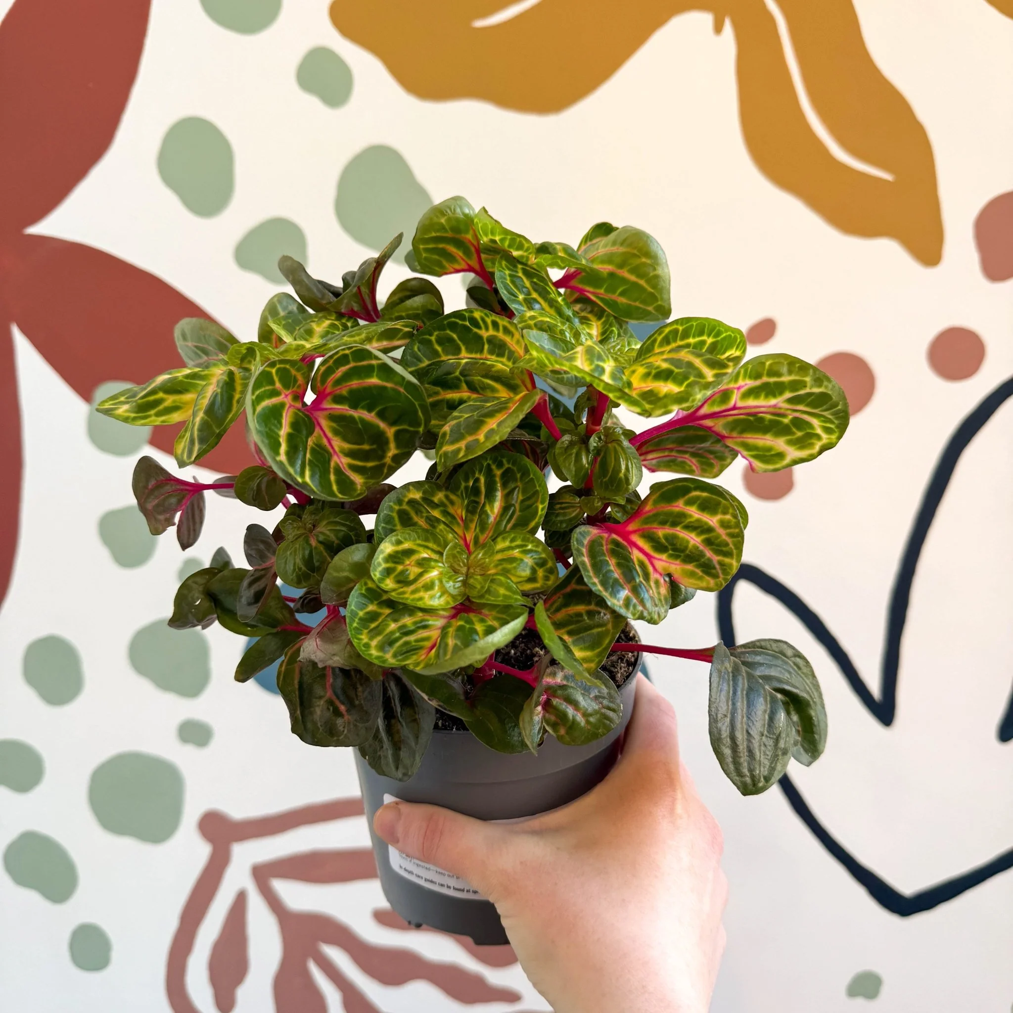 Iresine herbstii 'Funny Gold' - Bloodleaf - Image 10