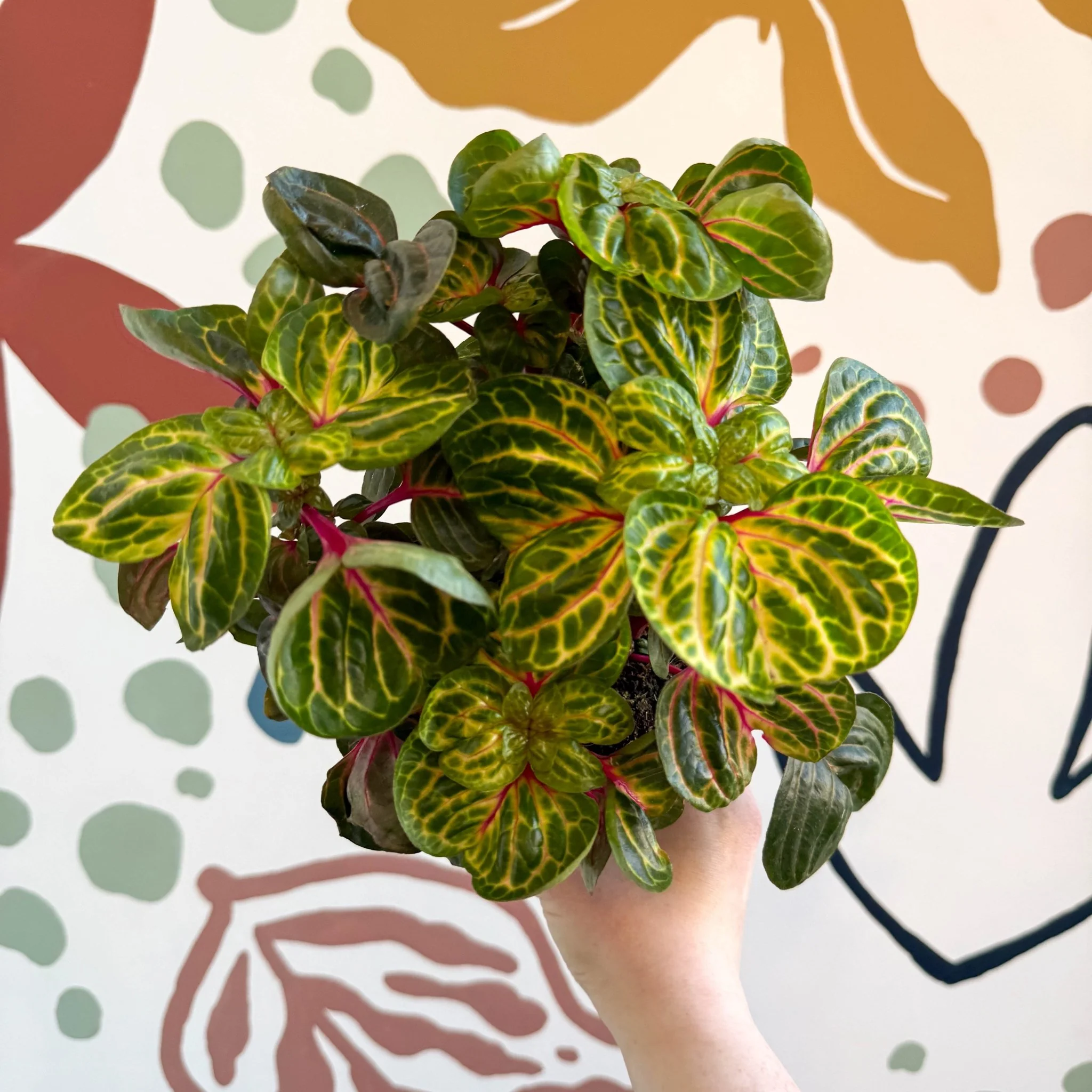 Iresine herbstii 'Funny Gold' - Bloodleaf - Image 11