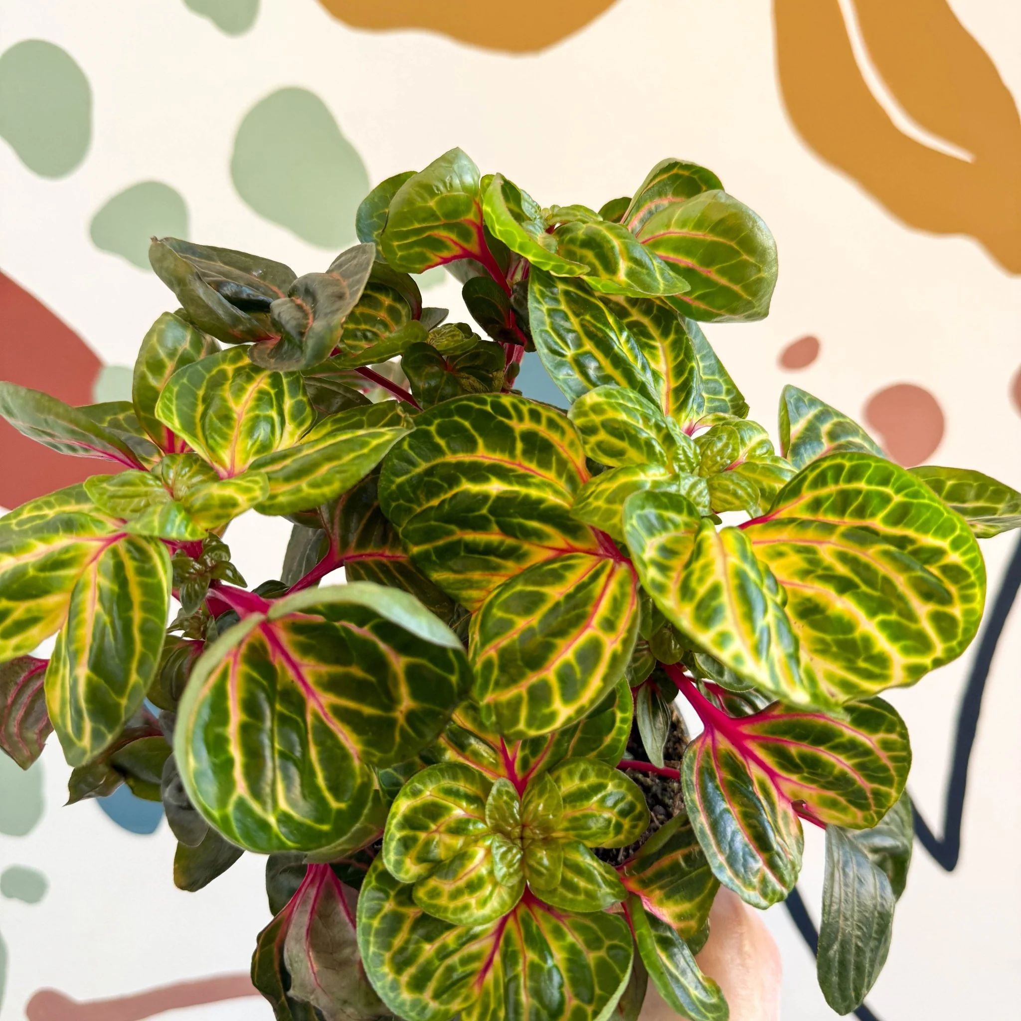 Iresine herbstii 'Funny Gold' - Bloodleaf - Image 12