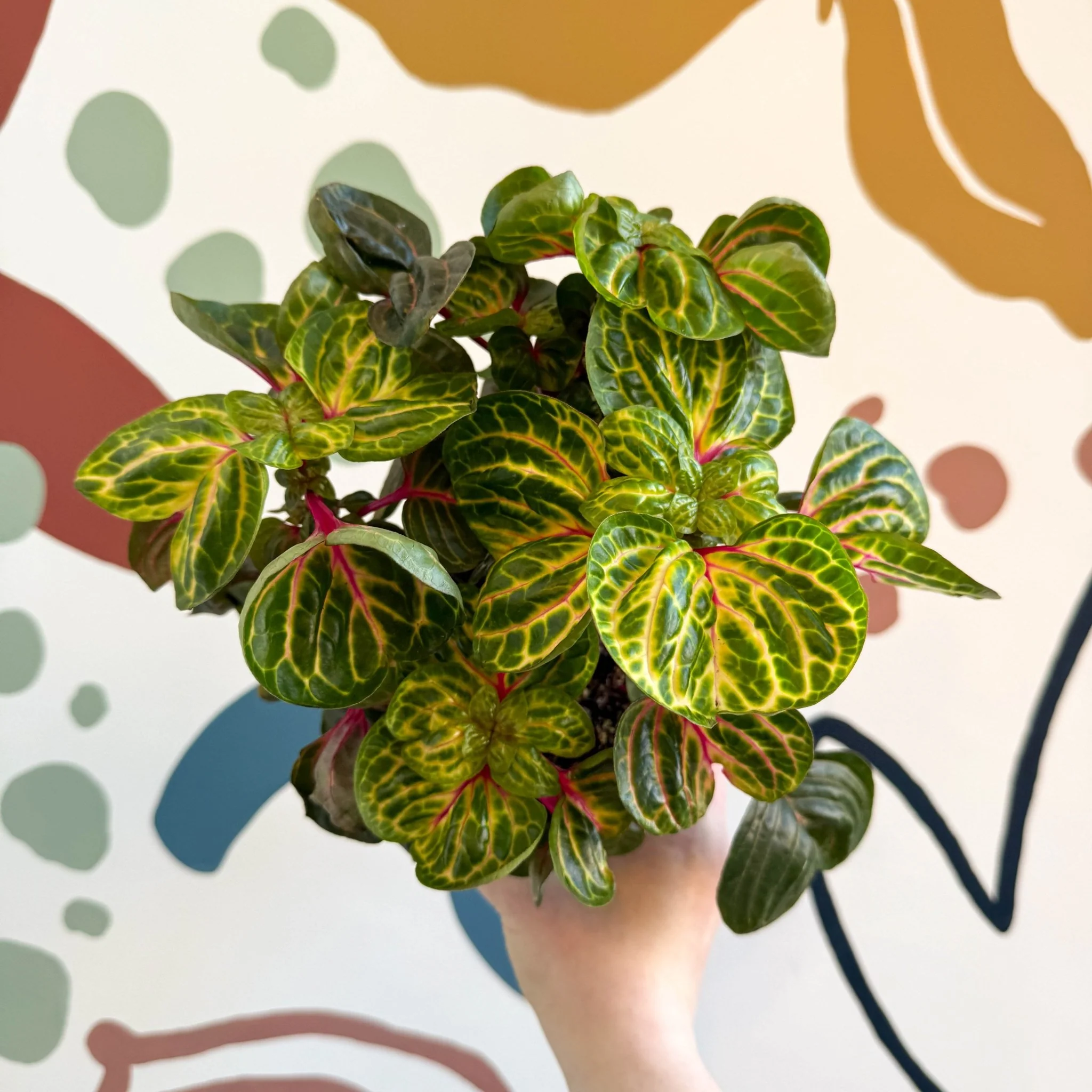 Iresine herbstii 'Funny Gold' - Bloodleaf - Image 13