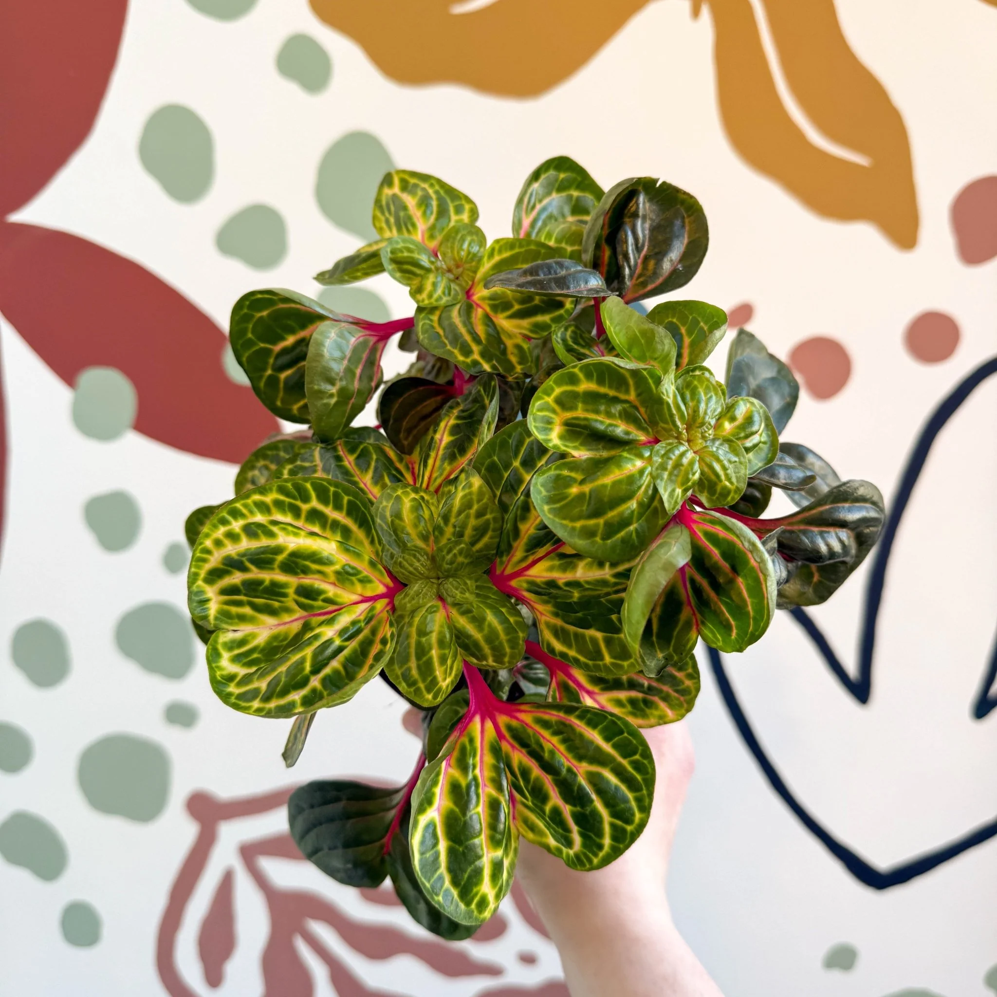 Iresine herbstii 'Funny Gold' - Bloodleaf - Image 14