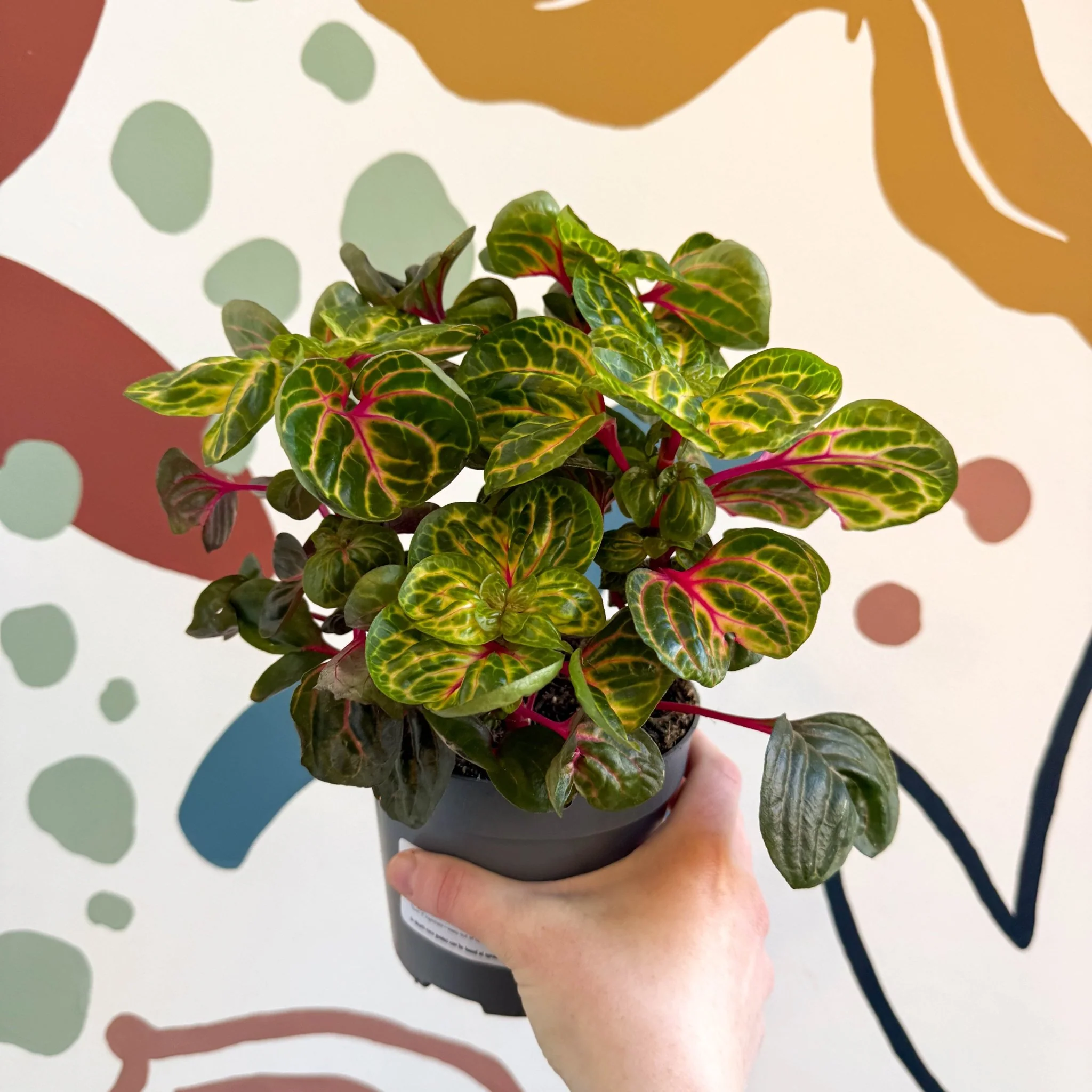 Iresine herbstii 'Funny Gold' - Bloodleaf - Image 2
