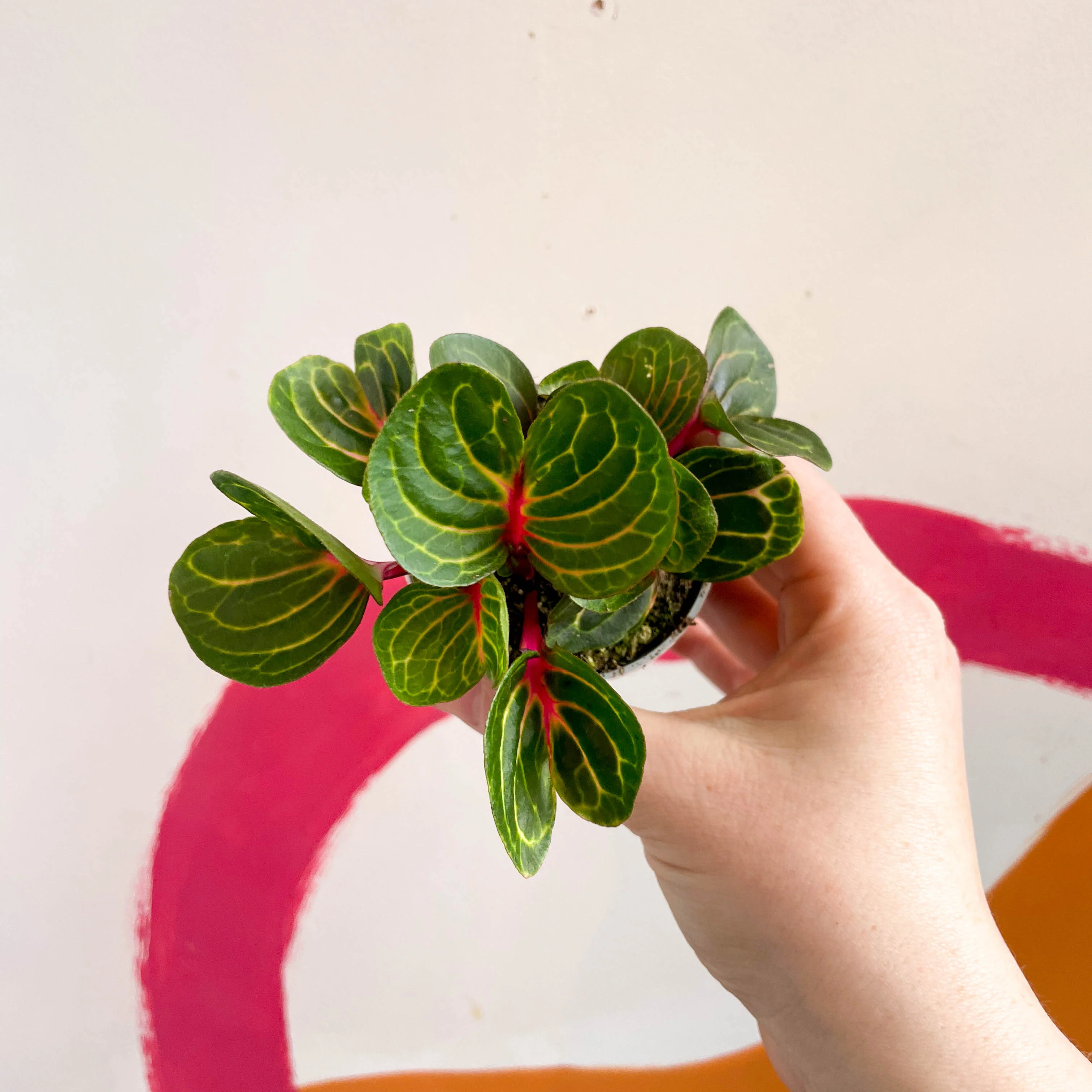 Iresine herbstii 'Funny Gold' - Bloodleaf - Image 3