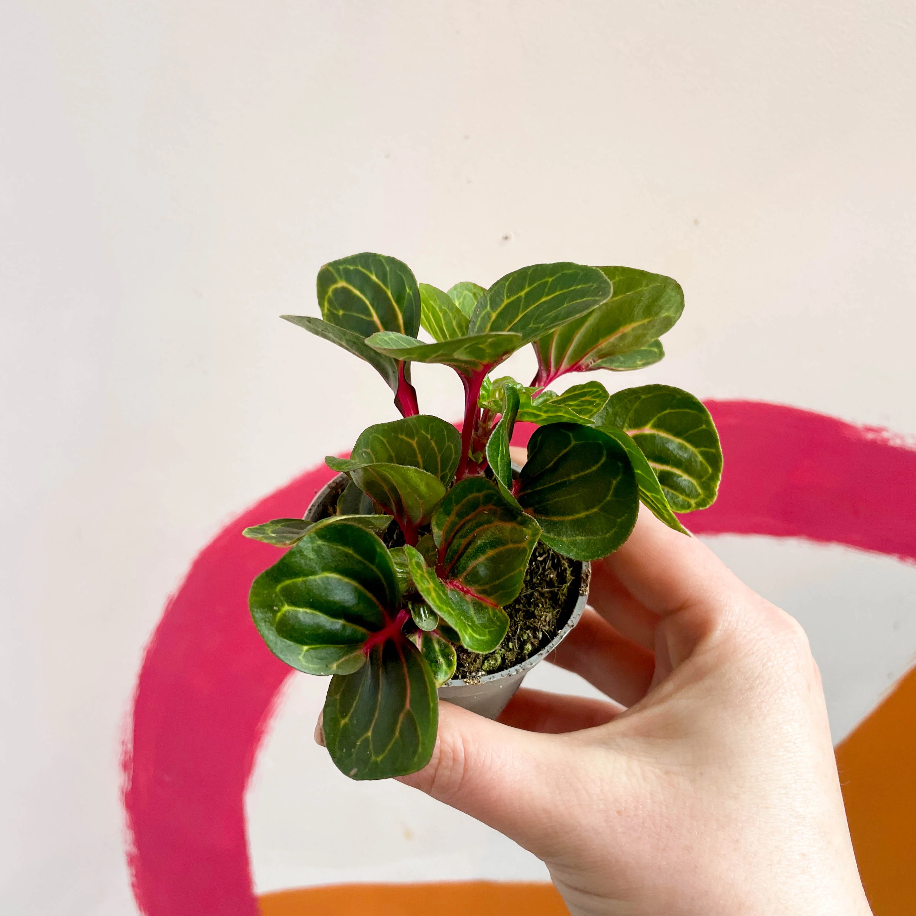 Iresine herbstii 'Funny Gold' - Bloodleaf - Image 4
