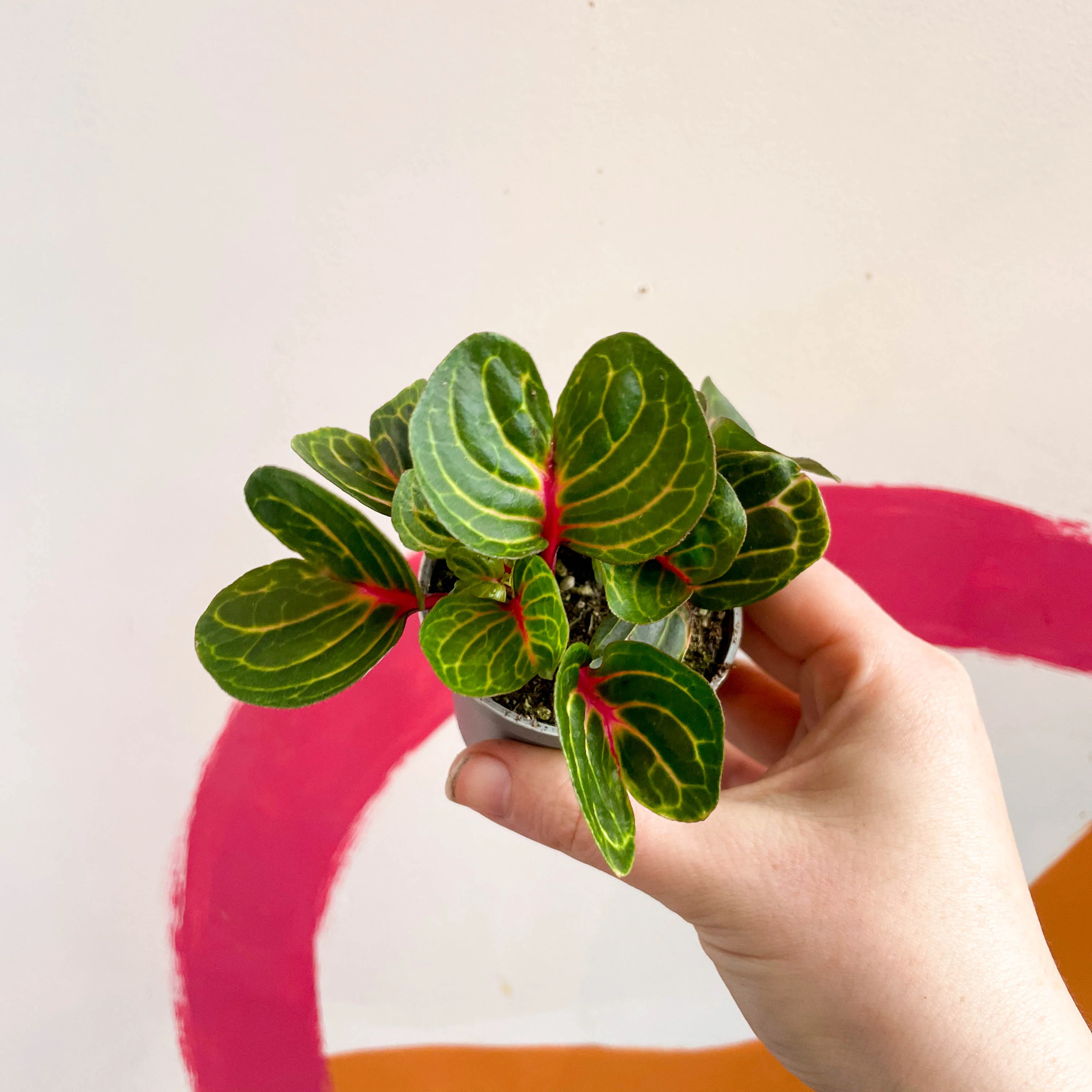 Iresine herbstii 'Funny Gold' - Bloodleaf - Image 6