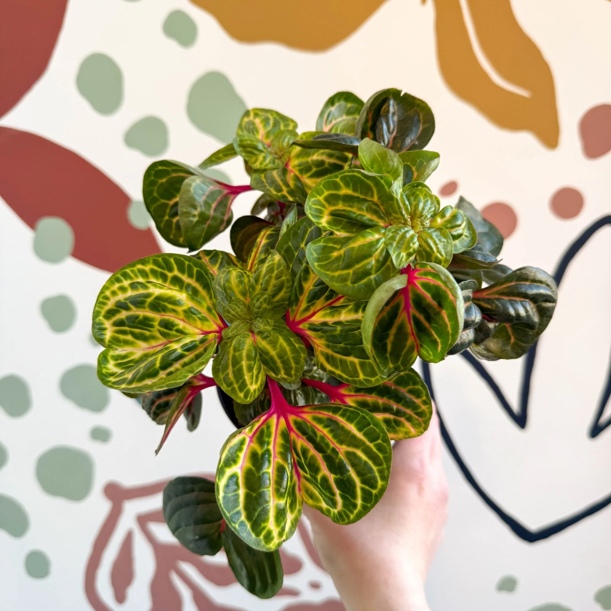 Iresine herbstii 'Funny Gold' - Bloodleaf - Image 7