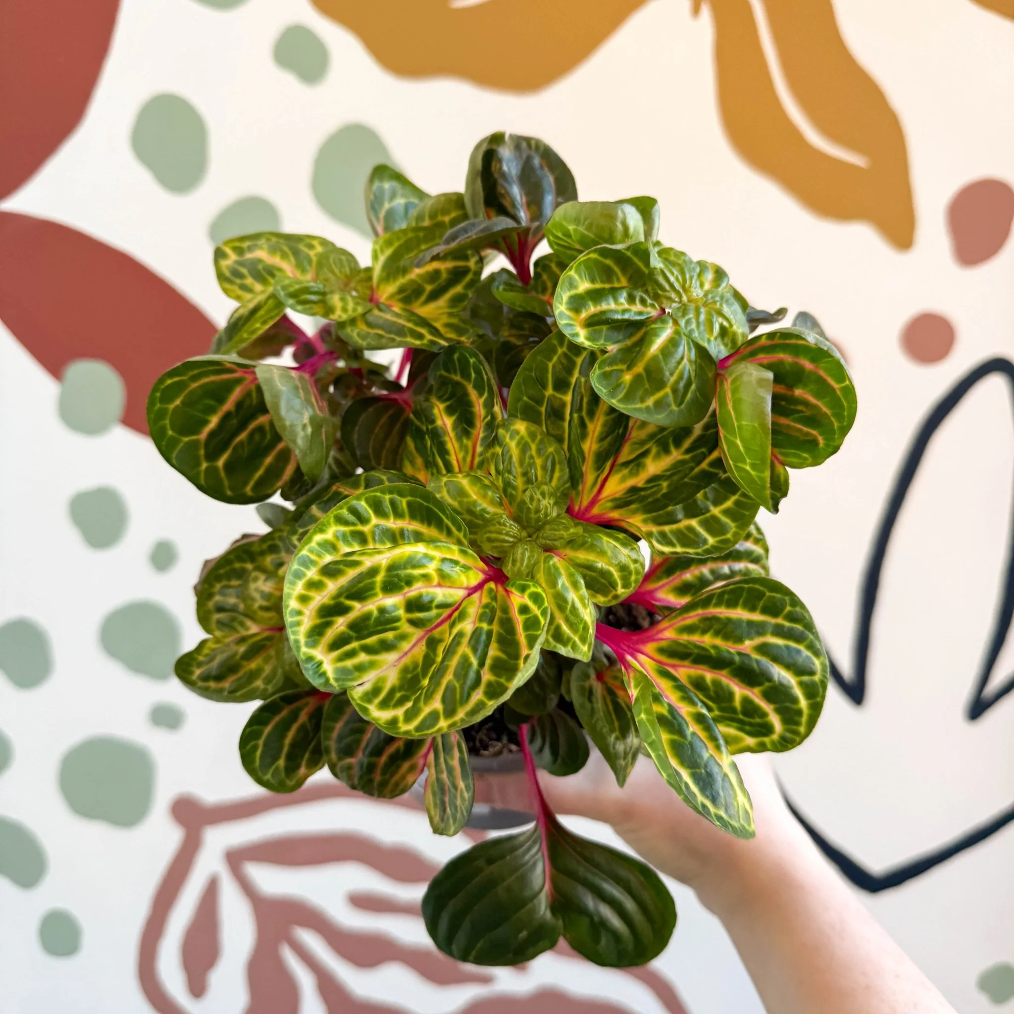 Iresine herbstii 'Funny Gold' - Bloodleaf - Image 8