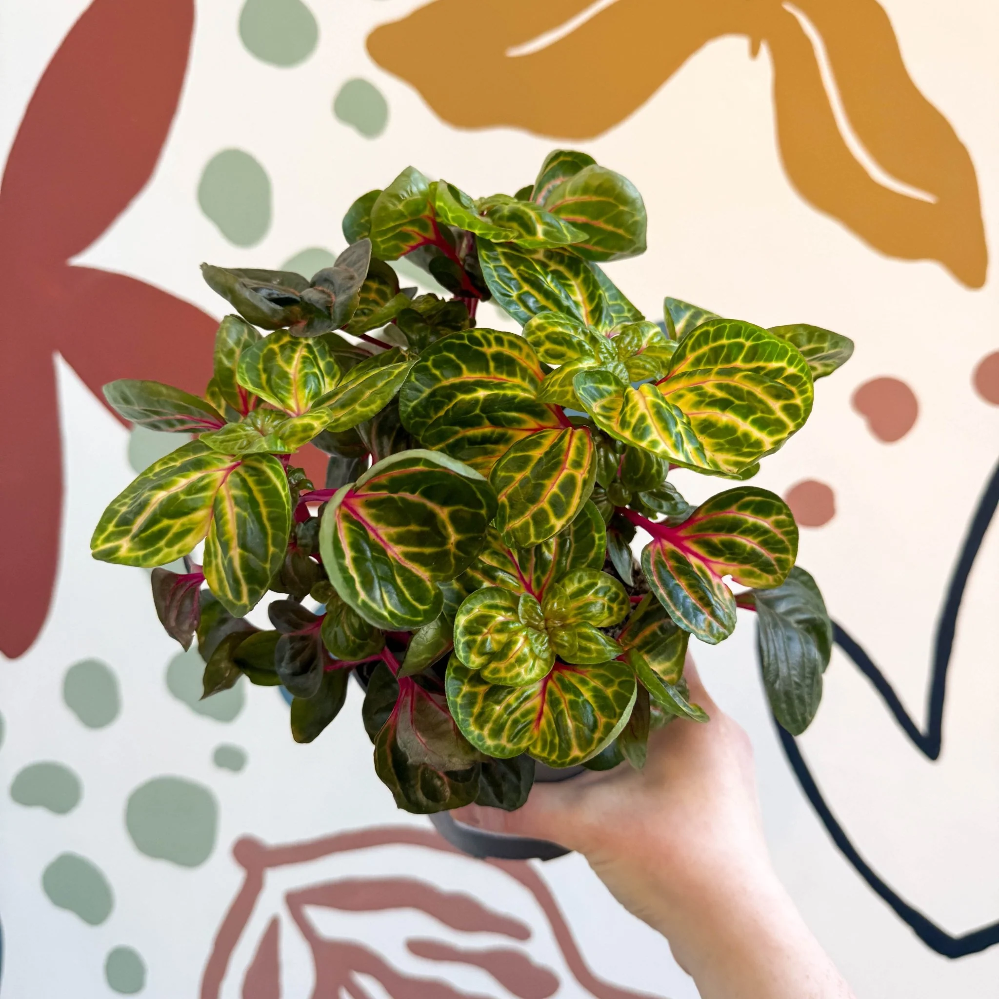 Iresine herbstii 'Funny Gold' - Bloodleaf - Image 9