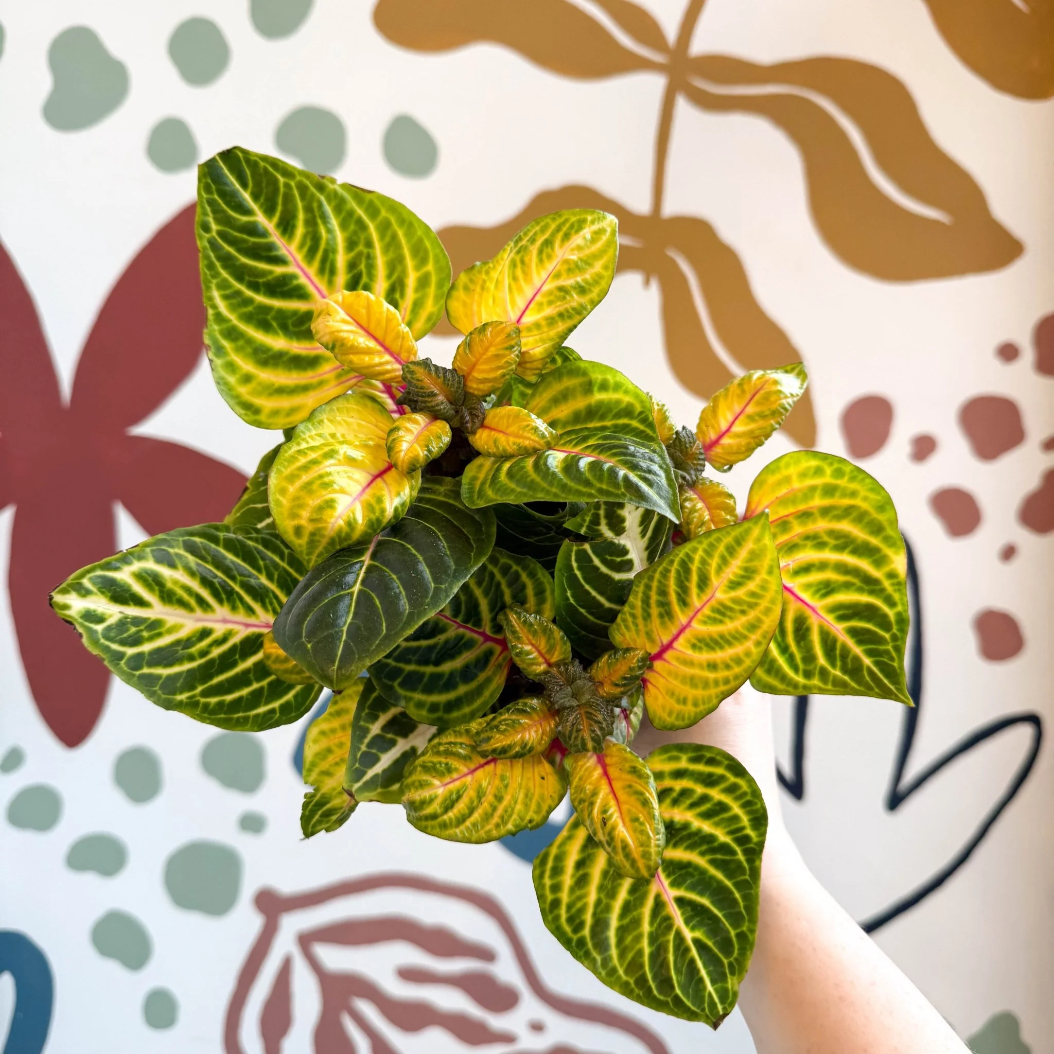 Iresine herbstii 'Rich Goldstar' - Bloodleaf - Image 10