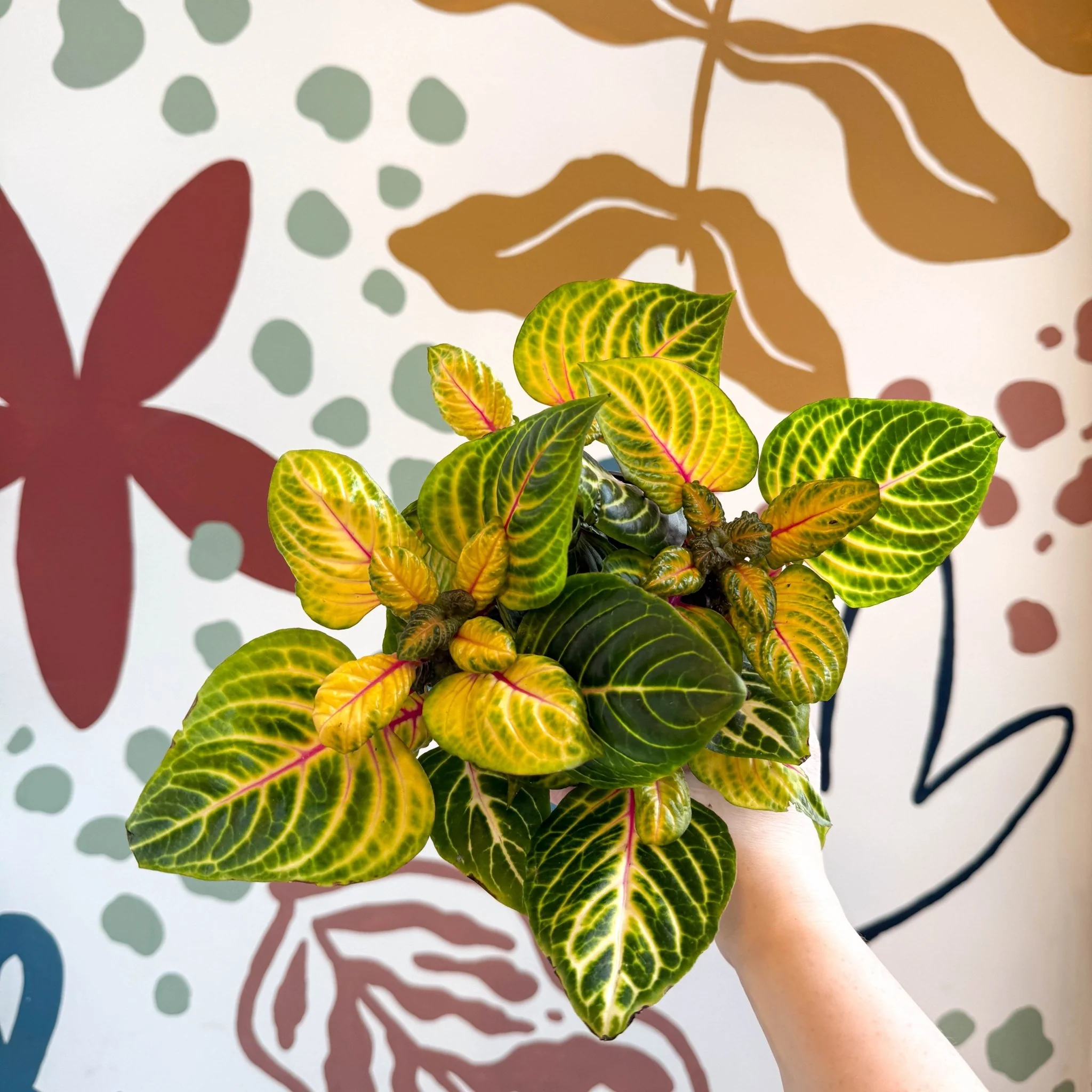 Iresine herbstii 'Rich Goldstar' - Bloodleaf - Image 3