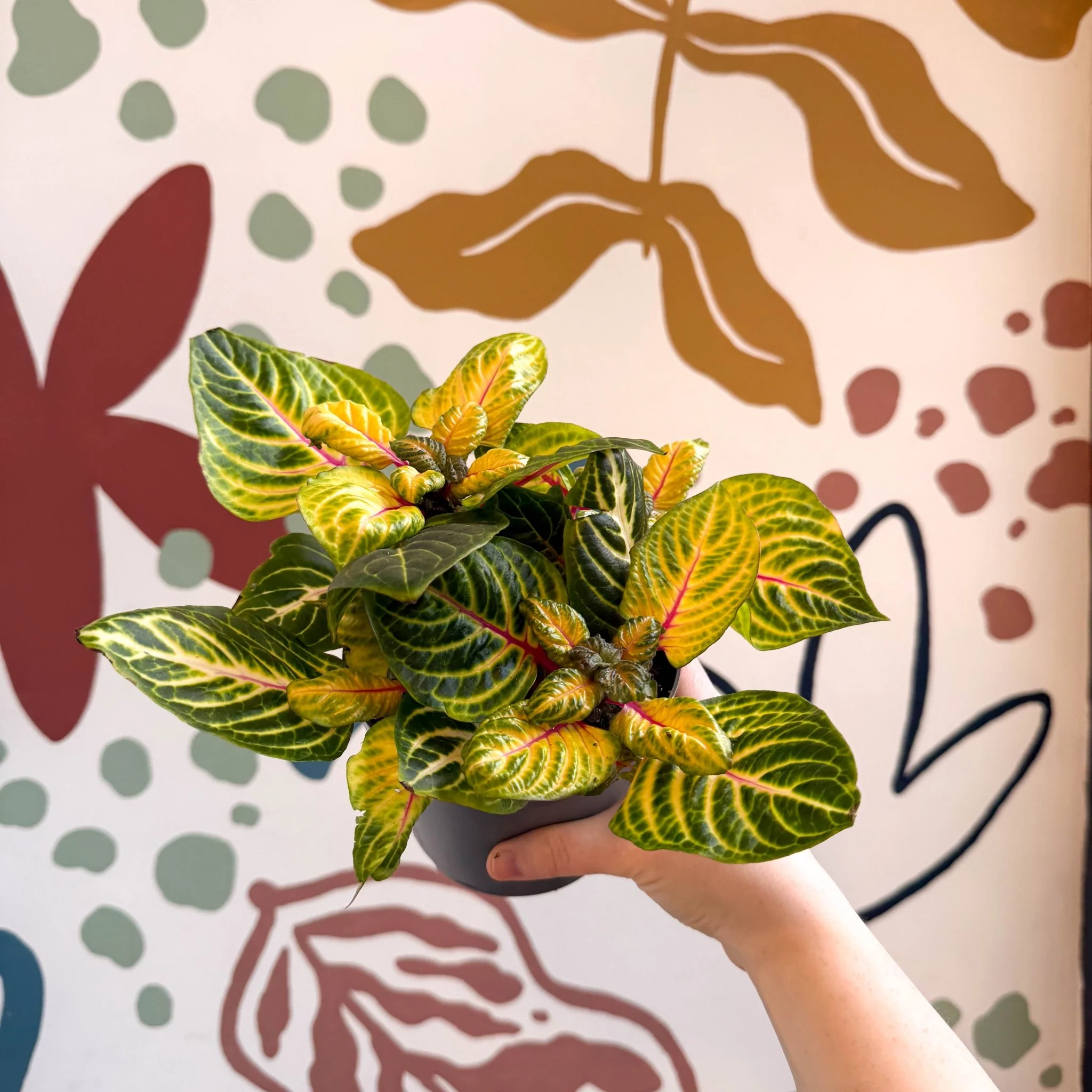 Iresine herbstii 'Rich Goldstar' - Bloodleaf - Image 5