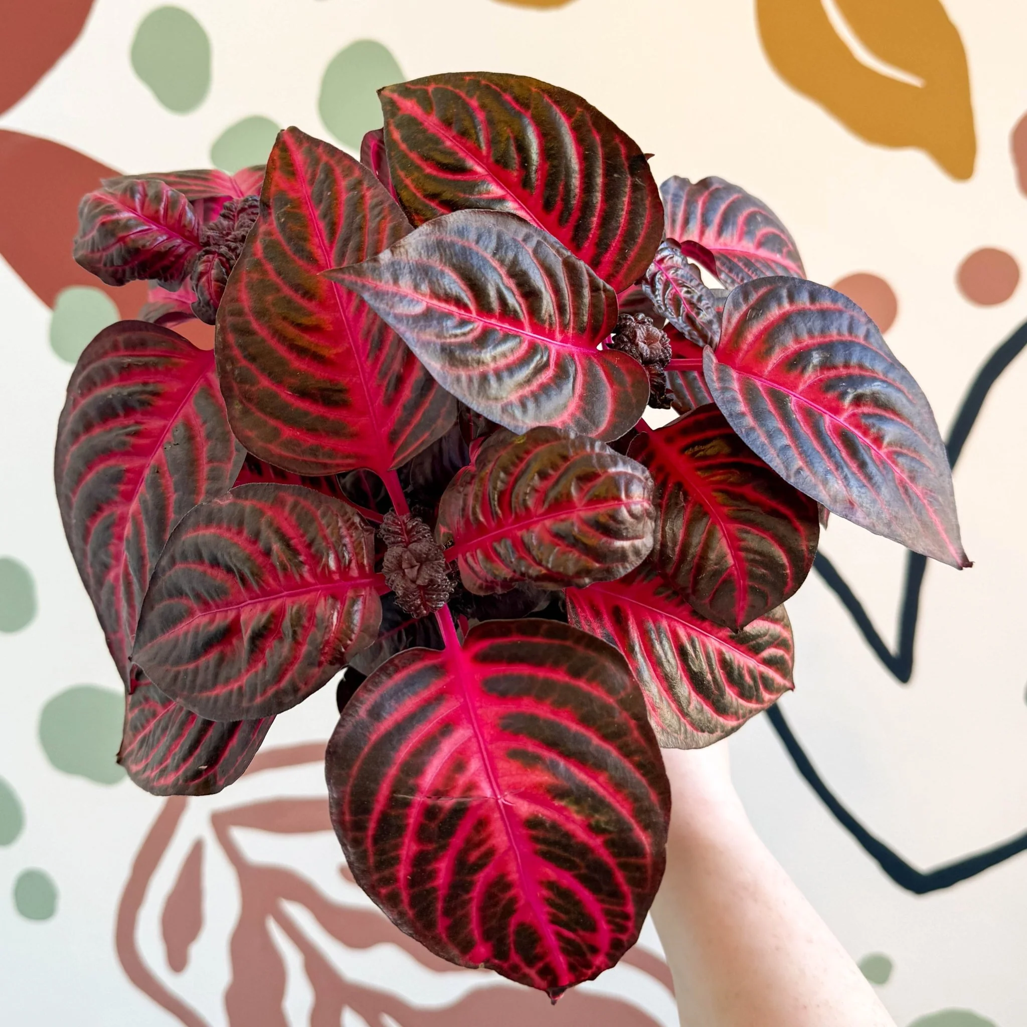 Iresine herbstii 'Rich Redstar' - Bloodleaf