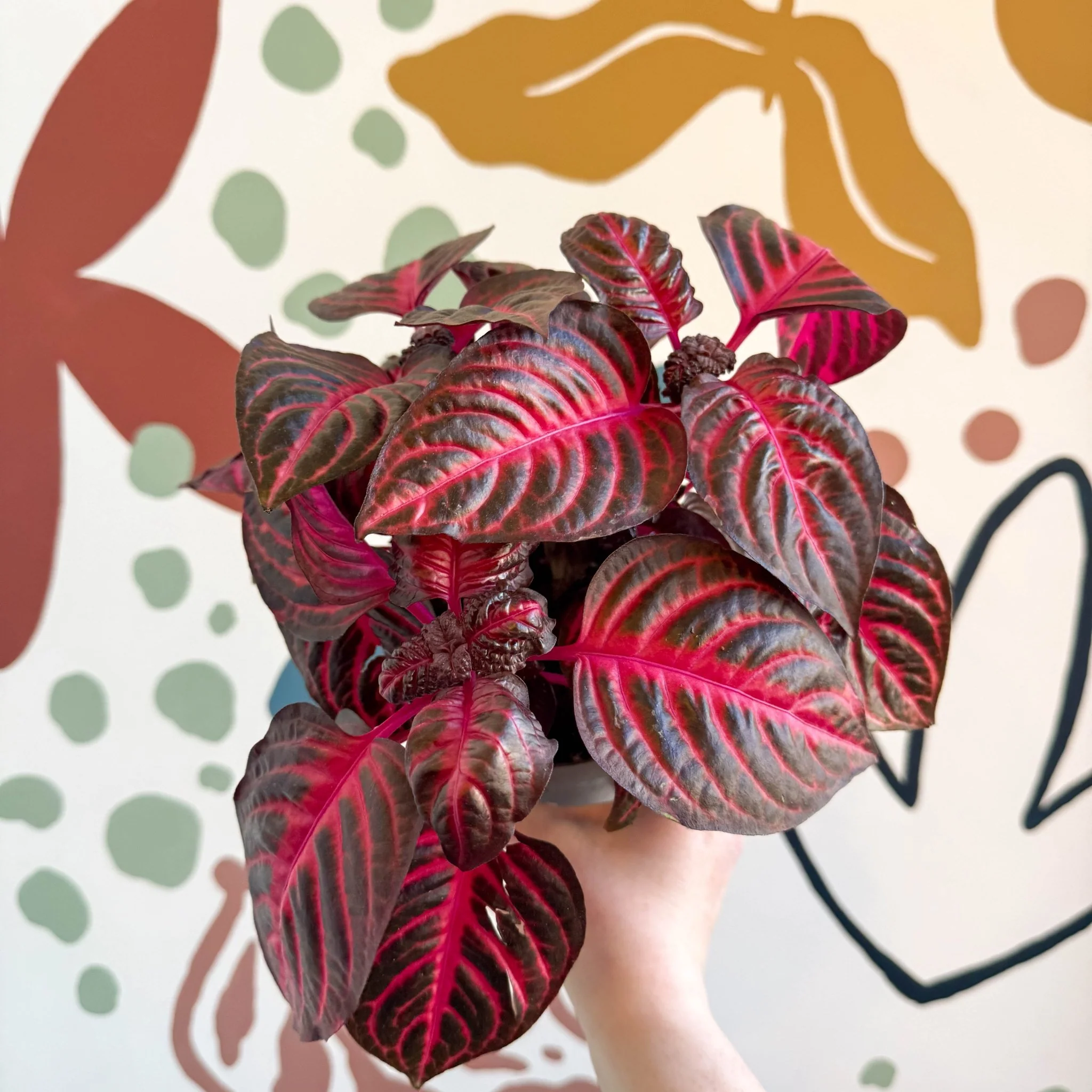 Iresine herbstii 'Rich Redstar' - Bloodleaf - Image 12