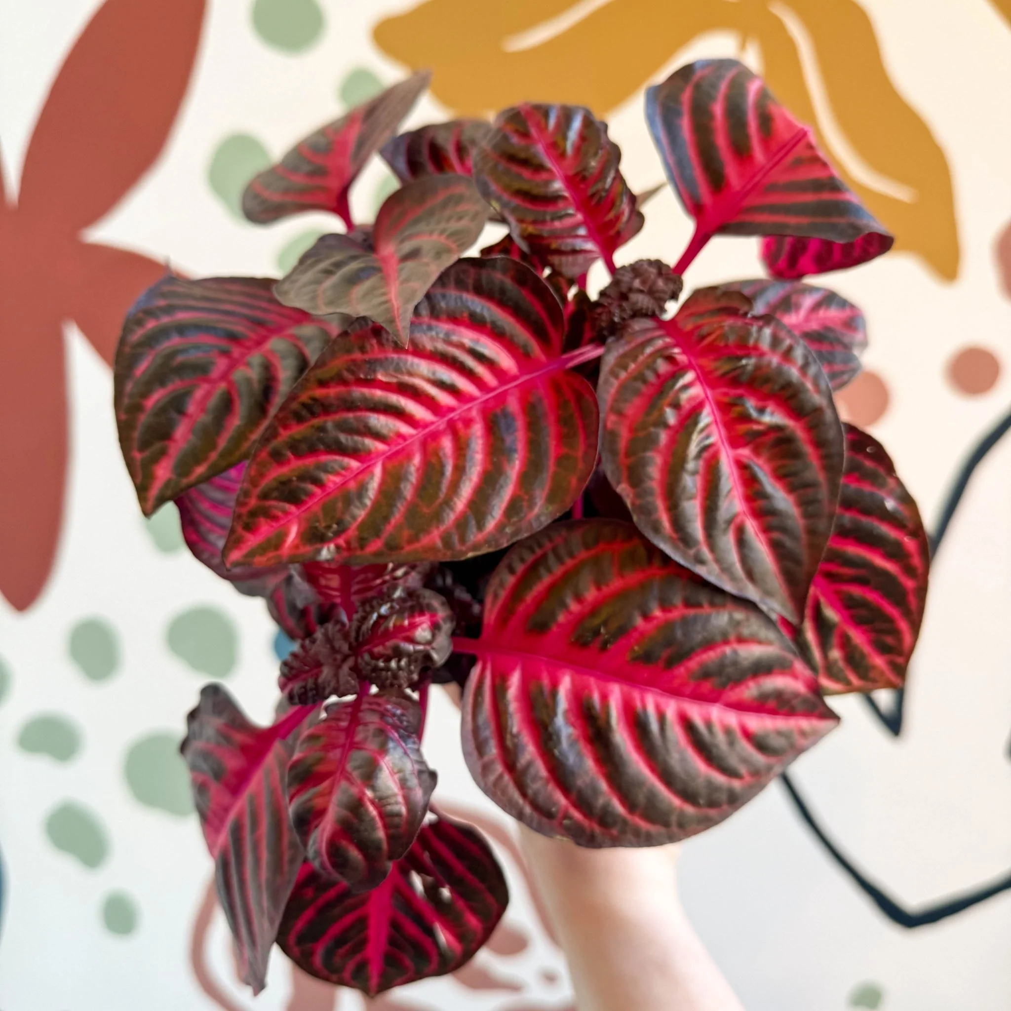 Iresine herbstii 'Rich Redstar' - Bloodleaf - Image 13