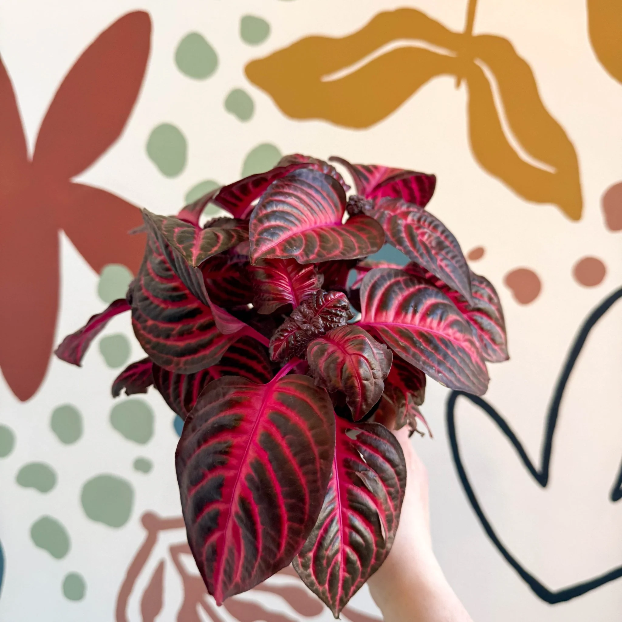Iresine herbstii 'Rich Redstar' - Bloodleaf - Image 14