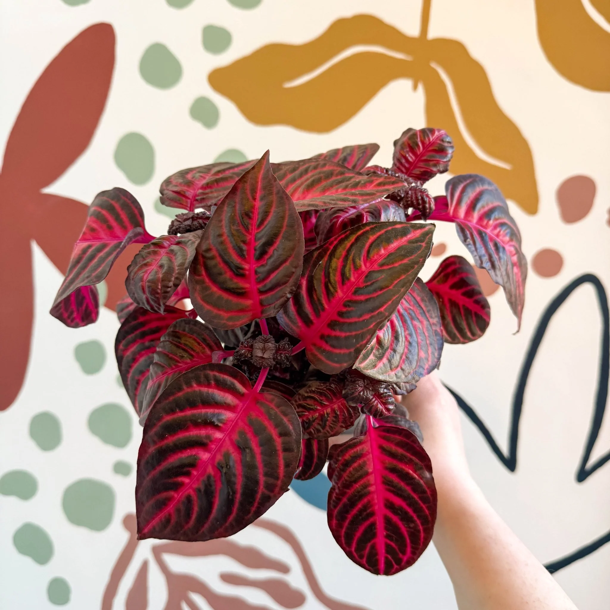 Iresine herbstii 'Rich Redstar' - Bloodleaf - Image 15