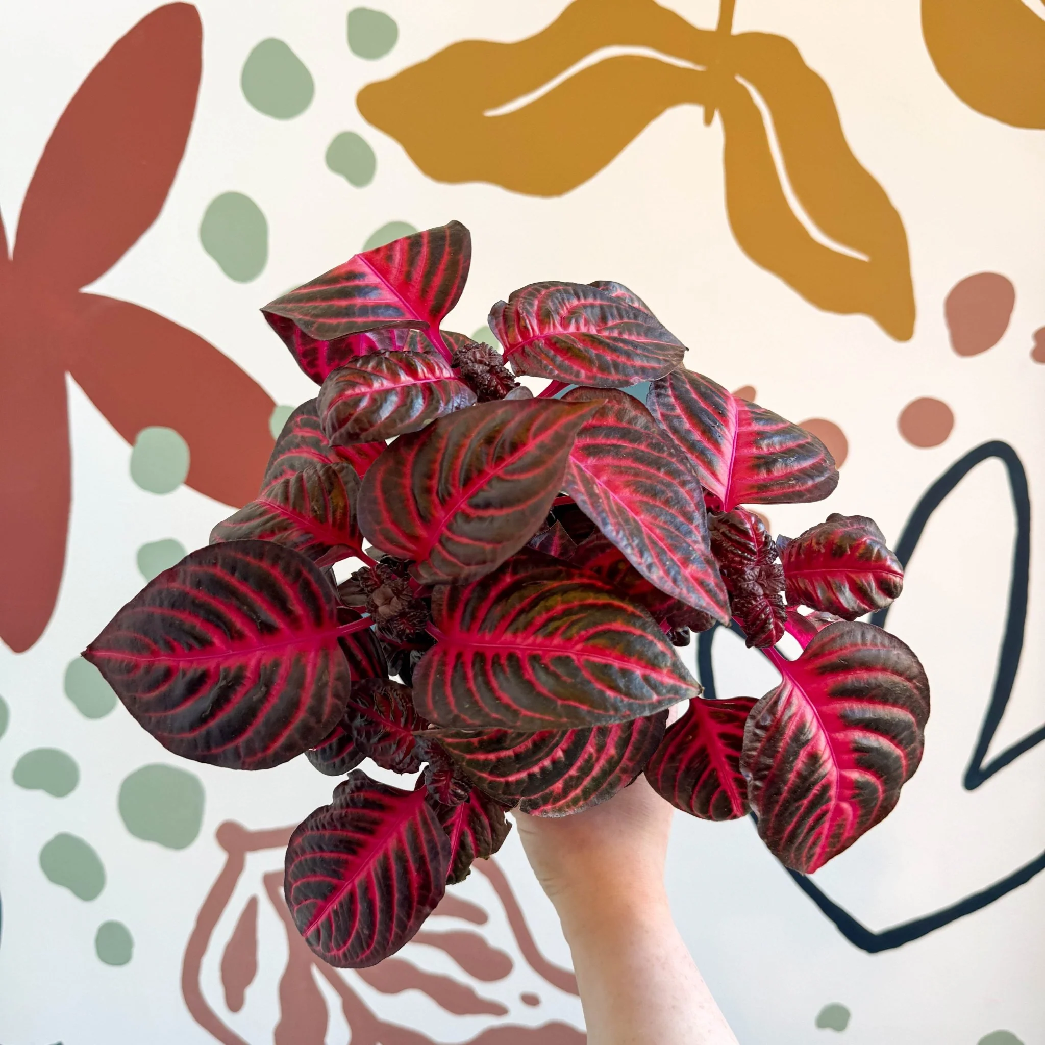 Iresine herbstii 'Rich Redstar' - Bloodleaf - Image 16
